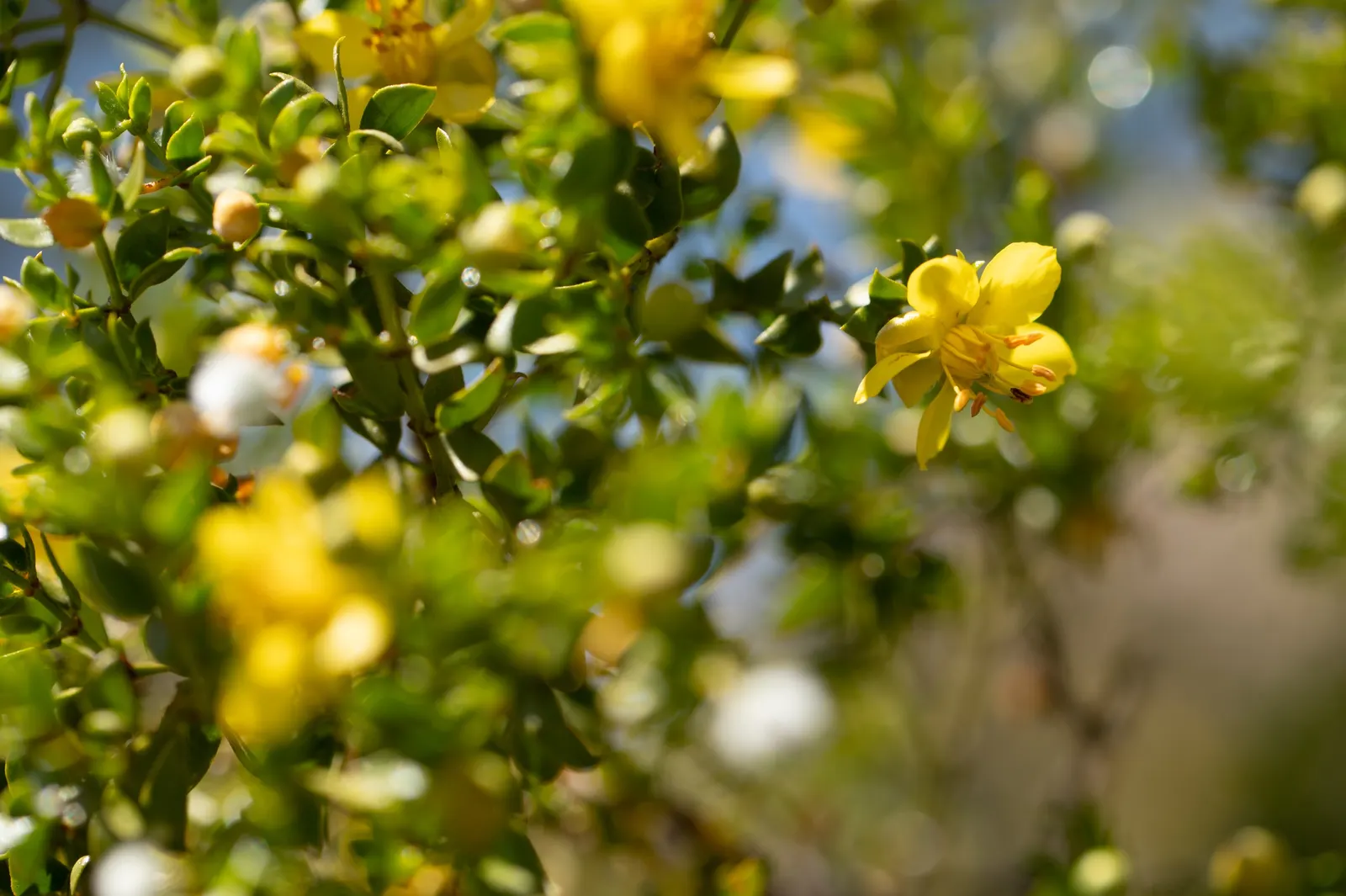 Creosote Bush (Larrea Tridentata) — native to the arid regions of the Southwestern United States and parts of Mexico; this evergreen shrub can grow between 3