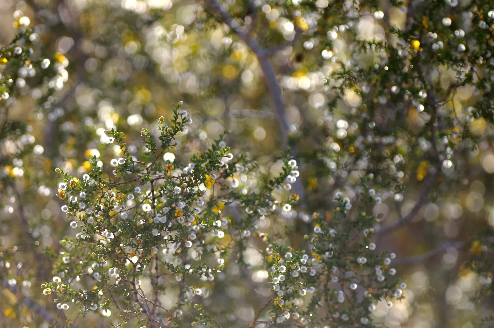 Creosote Bush (Larrea Tridentata) — ideal for xeriscaping with its low maintenance requirements; from late spring to summer