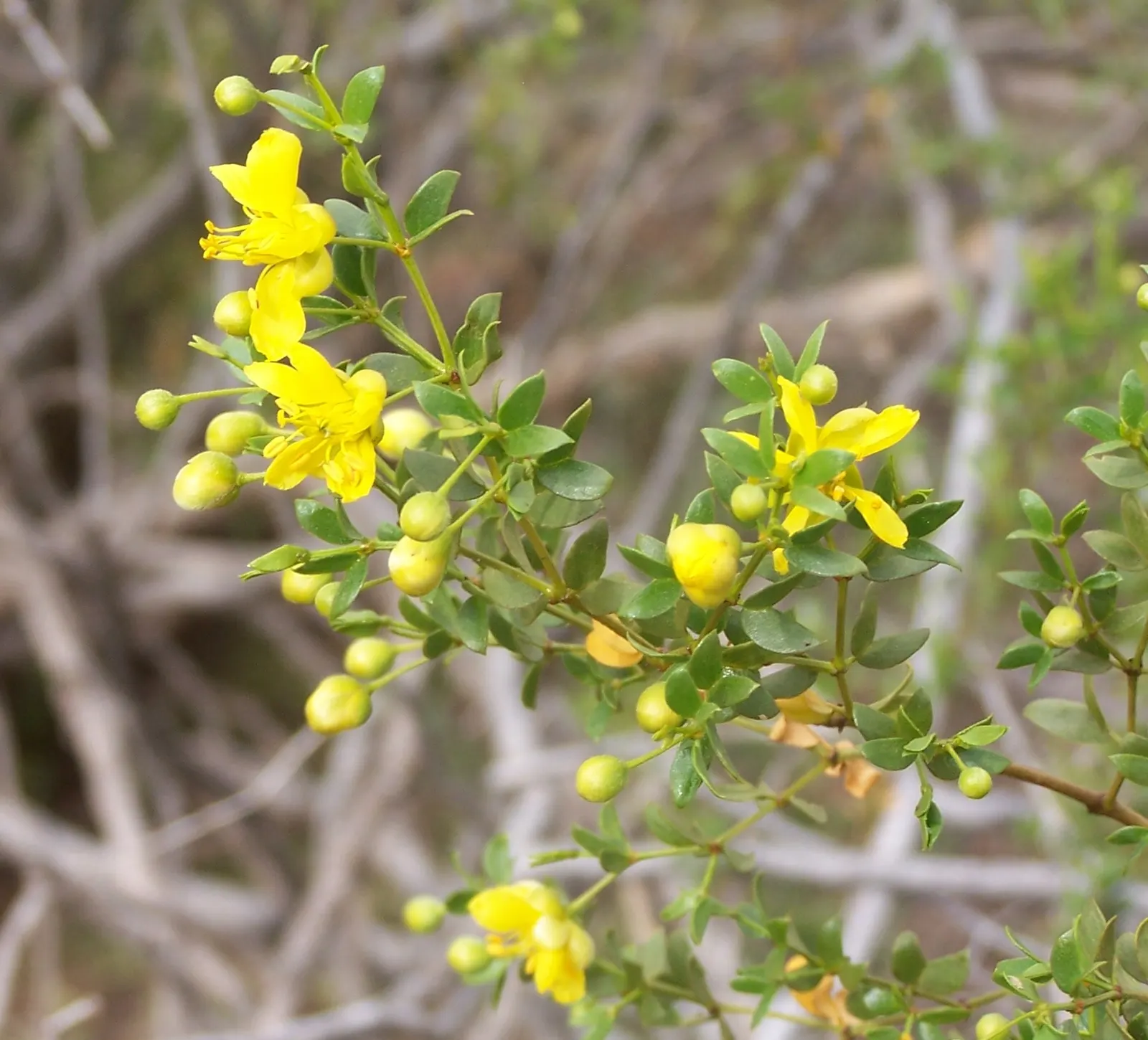 Creosote Bush (Larrea Tridentata) — often symbolizing the resilience of the desert landscape; its small, dark green leaves exude a distinctive rain-like