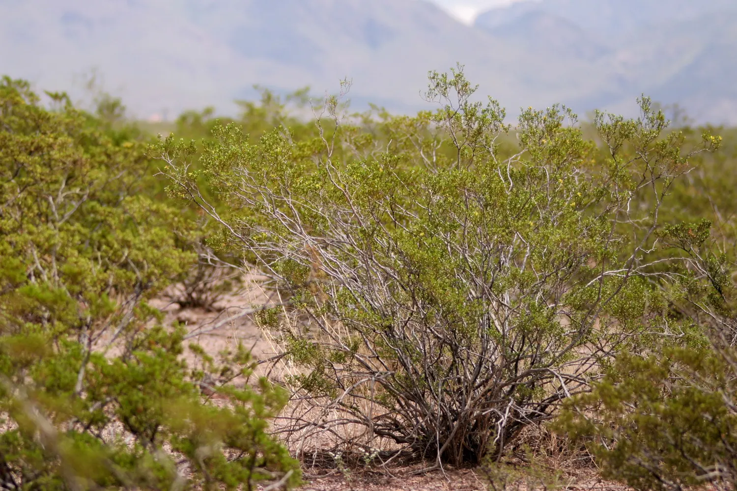 Creosote Bush (Larrea Tridentata) — yellow flowers in the garden