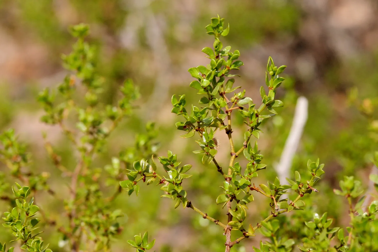 Creosote Bush (Larrea Tridentata) — the Creosote Bush is highly drought-tolerant; fuzzy fruit.<br><br>In terms of planting and care