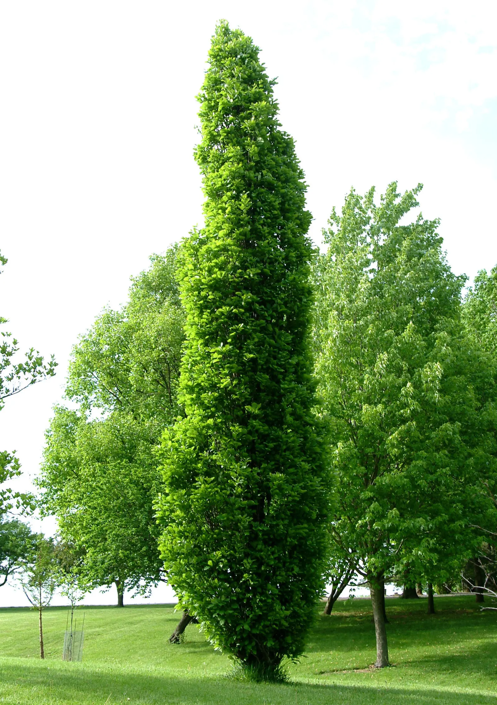 Kindred Spirit Hybrid Oak (Quercus X Kindred Spirit&reg;) — The Kindred Spirit&reg; Hybrid Oak (Quercus x Kindred Spirit&reg;) is a slender