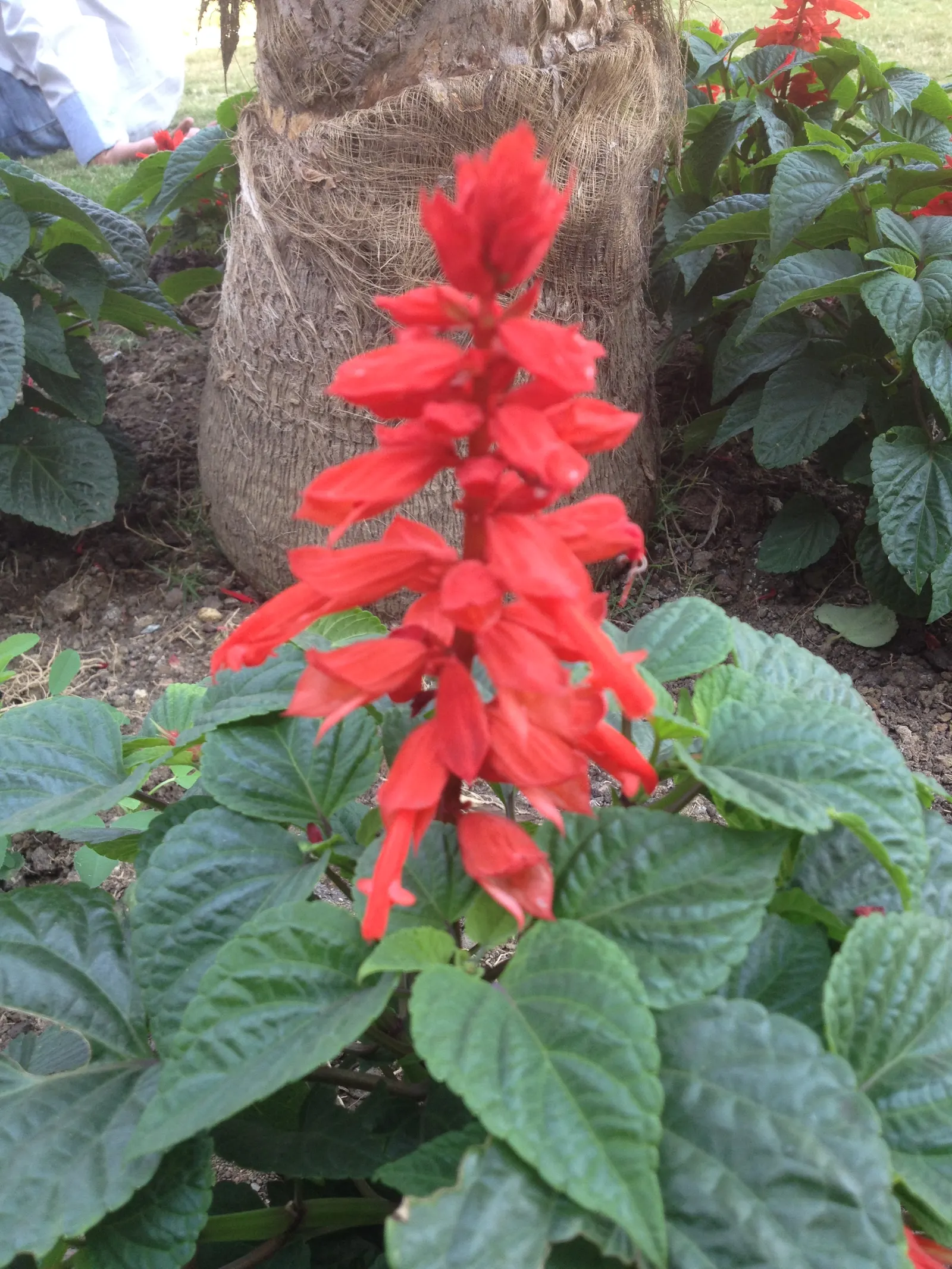 Scarlet Sage (Salvia Splendens) — which is often grown as an annual in cooler climates