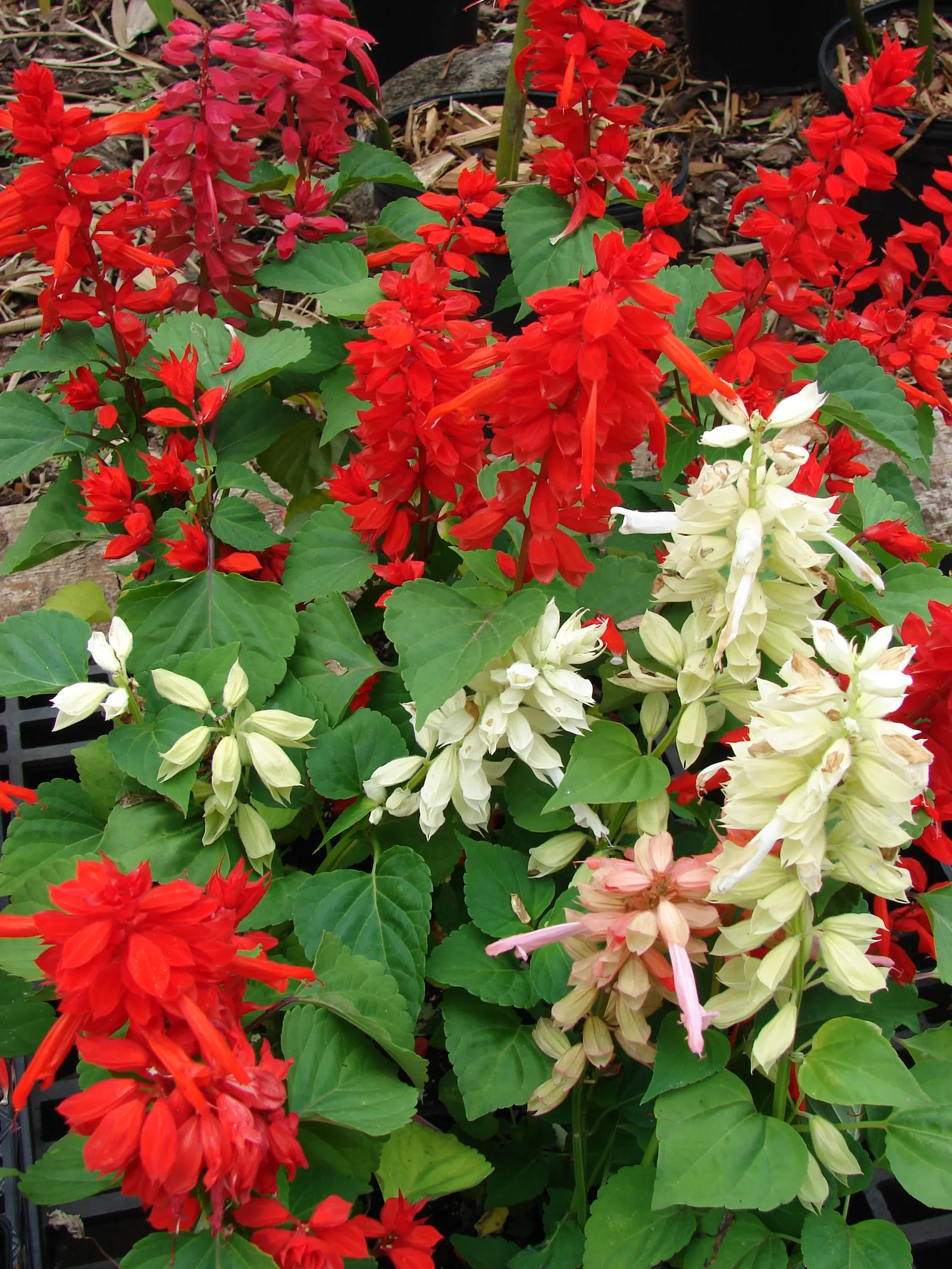Scarlet Sage (Salvia Splendens) — is a highly sought-after bedding plant renowned for its striking