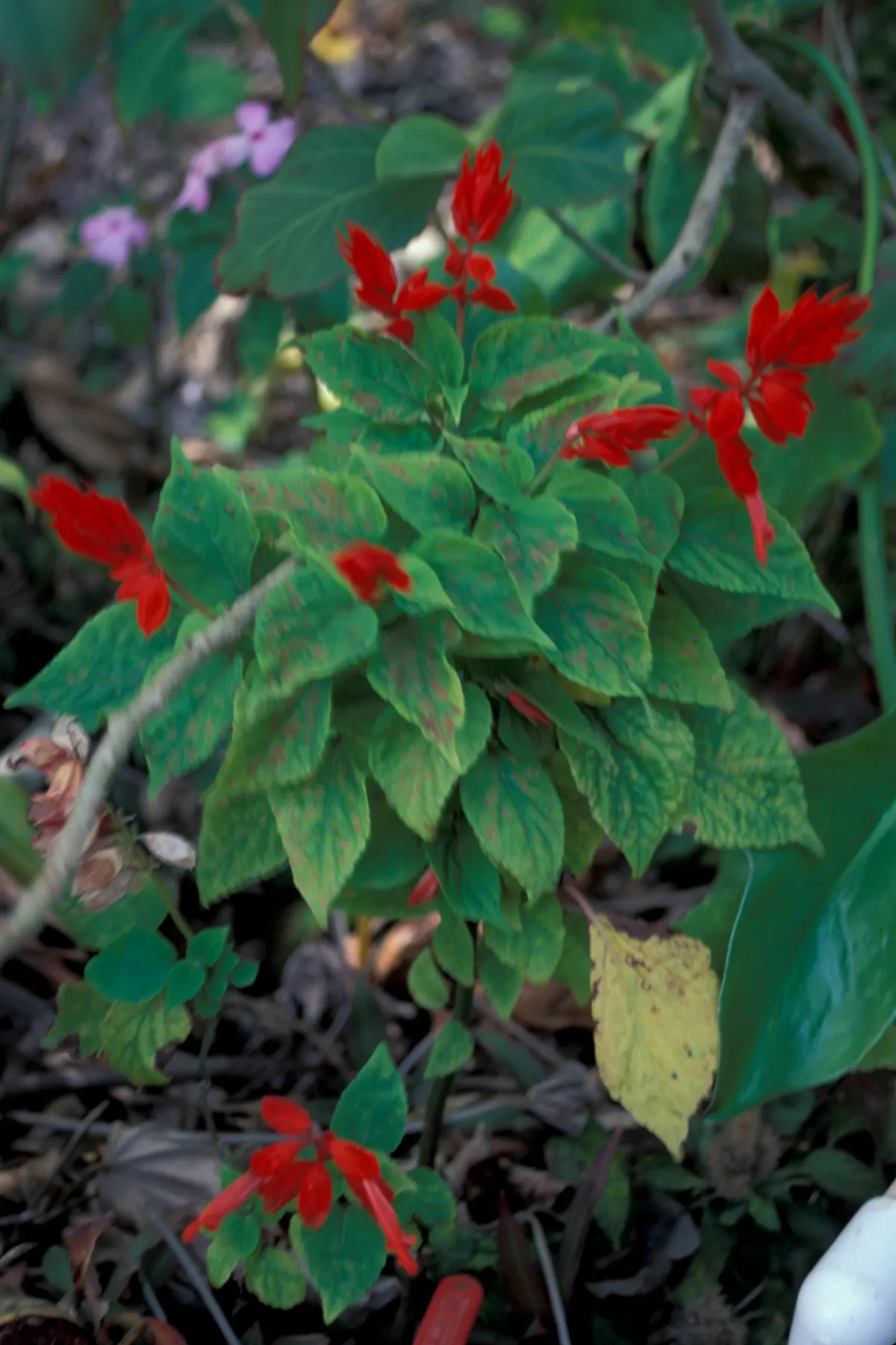 Scarlet Sage (Salvia Splendens) — Scarlet Sage (Salvia splendens) is a vibrant perennial that thrives in USDA zones 10-11
