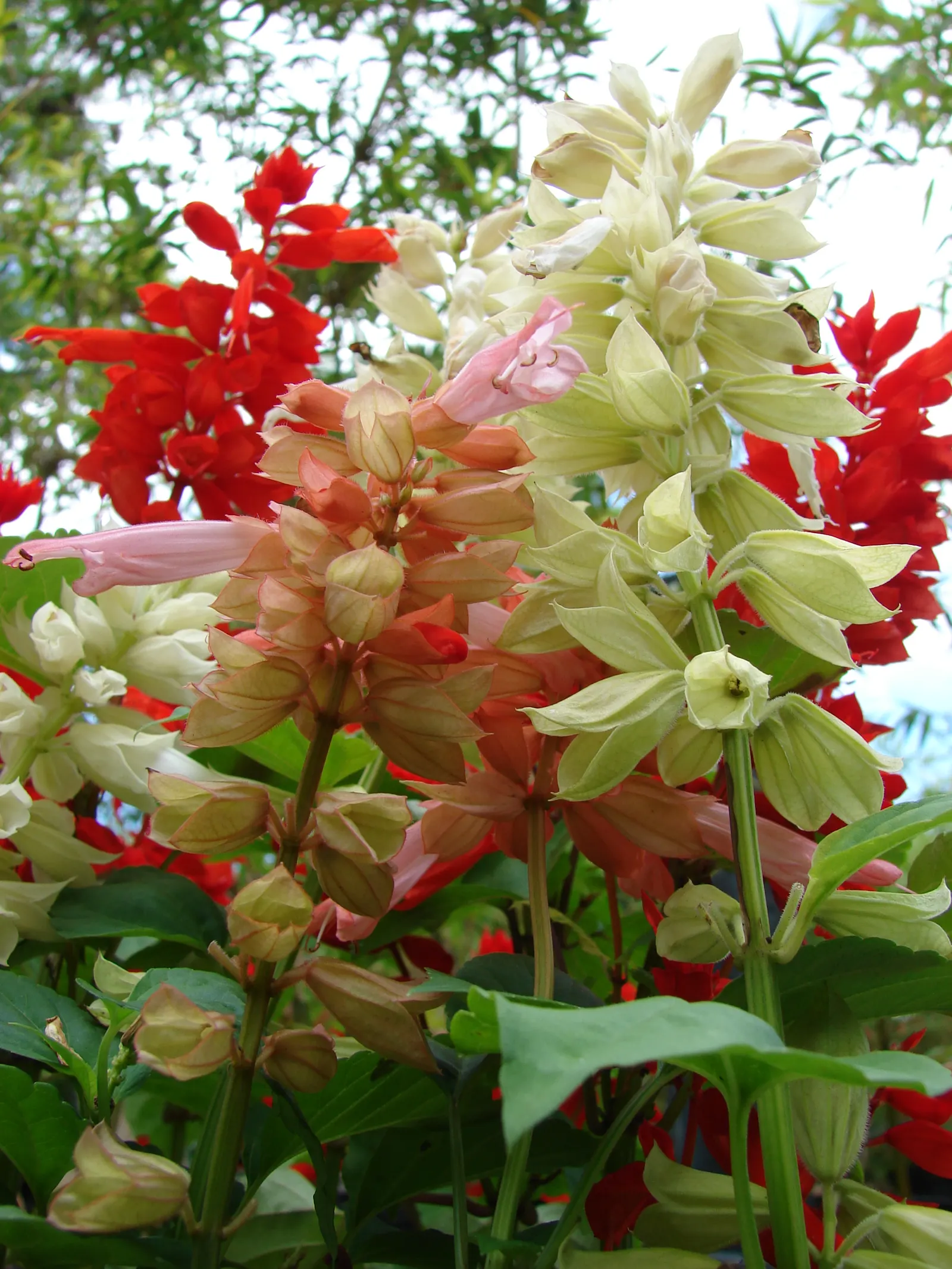 Scarlet Sage (Salvia Splendens) — scientifically known as Salvia splendens