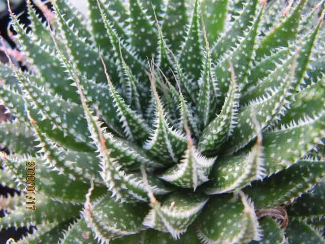 Miniature Pine Tree (Crassula Tetragona) — this drought-tolerant plant thrives in full sun to partial shade; white flowers in the garden, image 43