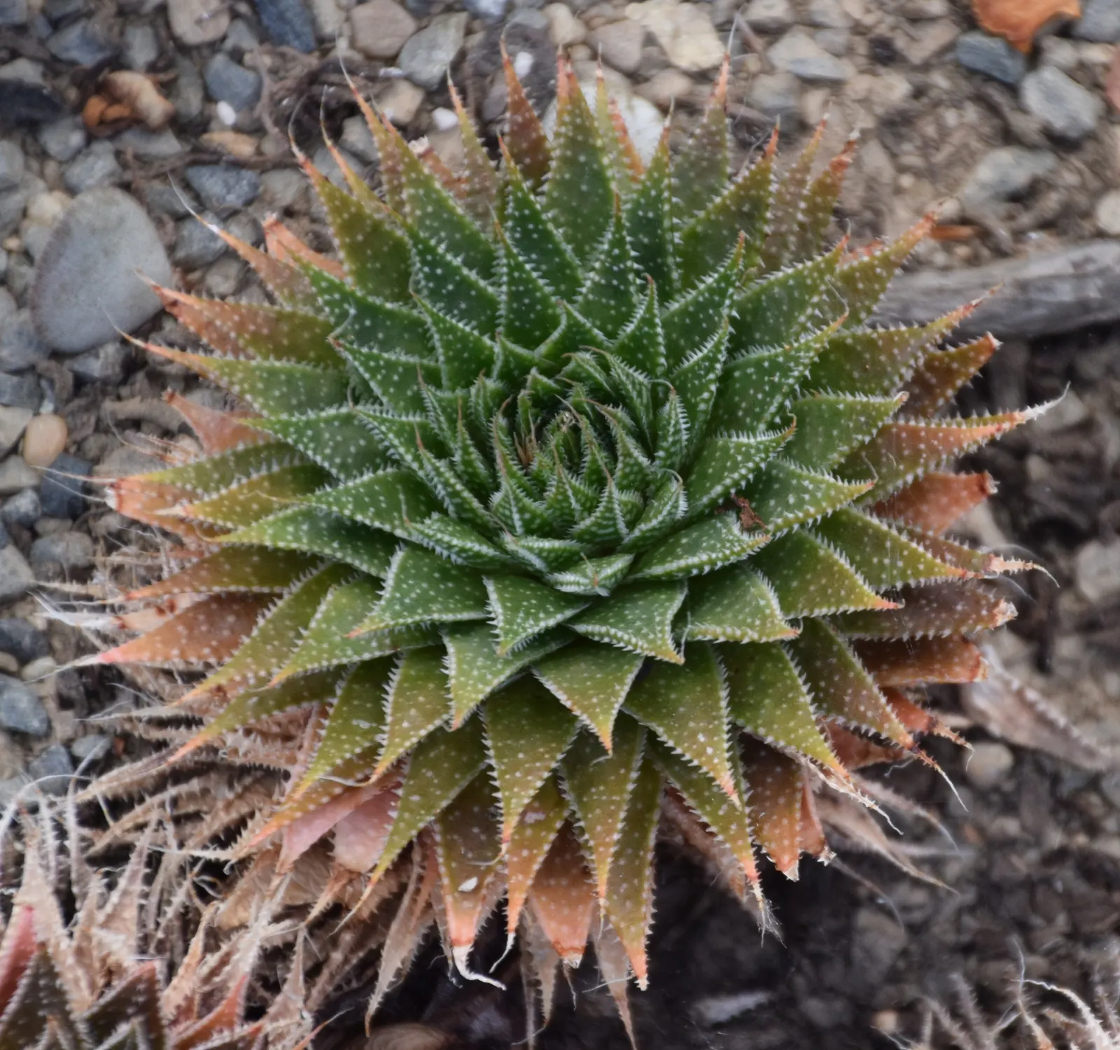 Miniature Pine Tree (Crassula Tetragona) — is a succulent resembling miniature pine trees with fleshy; requiring well-draining soil, image 41