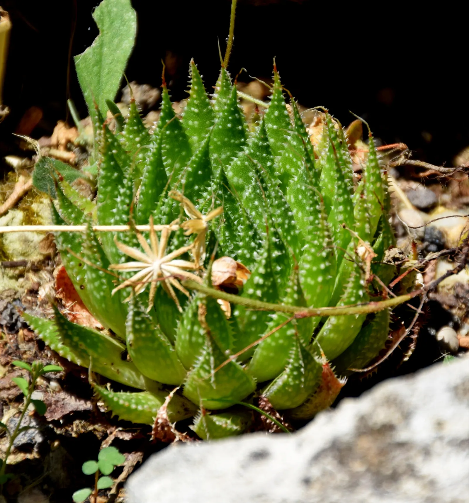 Miniature Pine Tree (Crassula Tetragona) — Its needle-like succulent green leaves cluster densely around its stems; but it\'s important to clarify, image 56