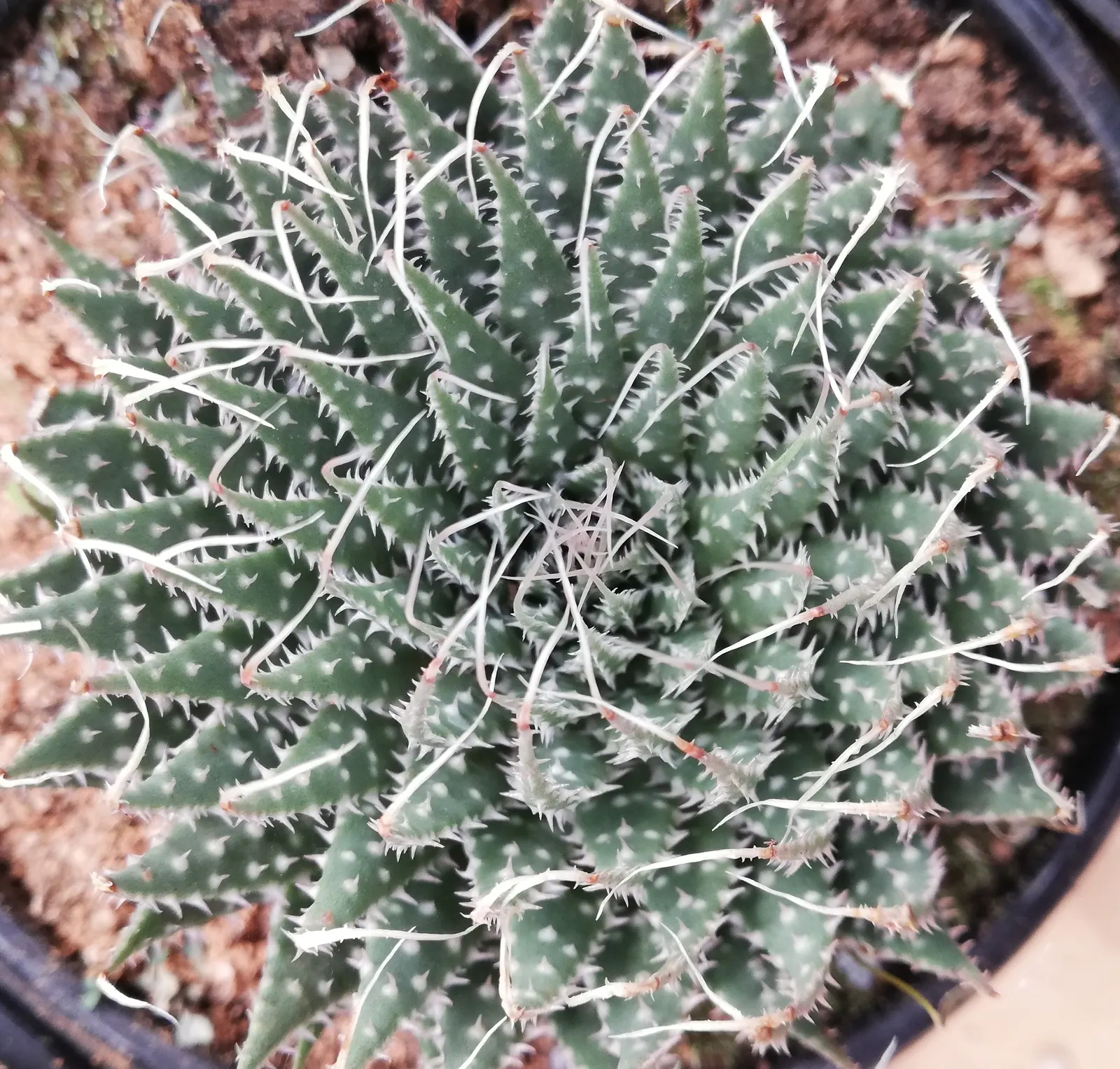 Miniature Pine Tree (Crassula Tetragona) — but it\'s important to clarify the distinctions for an accurate design plan.<br><br>The Lace Aloe, image 69