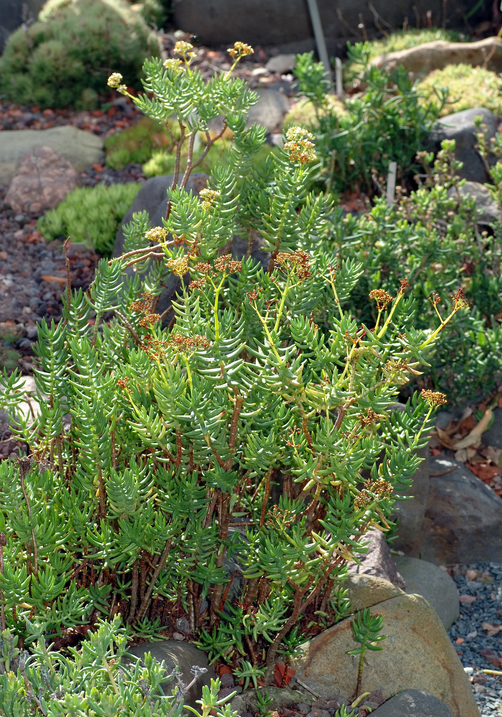 Miniature Pine Tree (Crassula Tetragona) — Reaching up to 3 feet tall, it offers year-round interest with its green hues and white blooms in summer