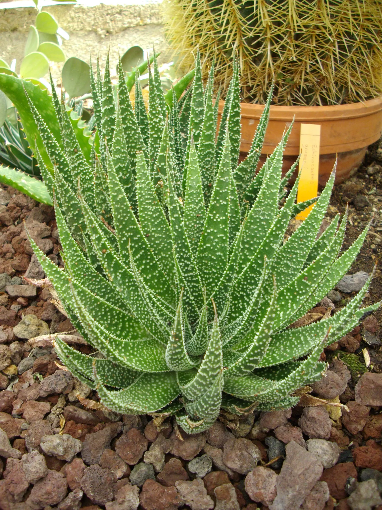 Miniature Pine Tree (Crassula Tetragona) — also known as Aristaloe aristata; a common yet strikingly ornamental succulent in landscape designs, image 47
