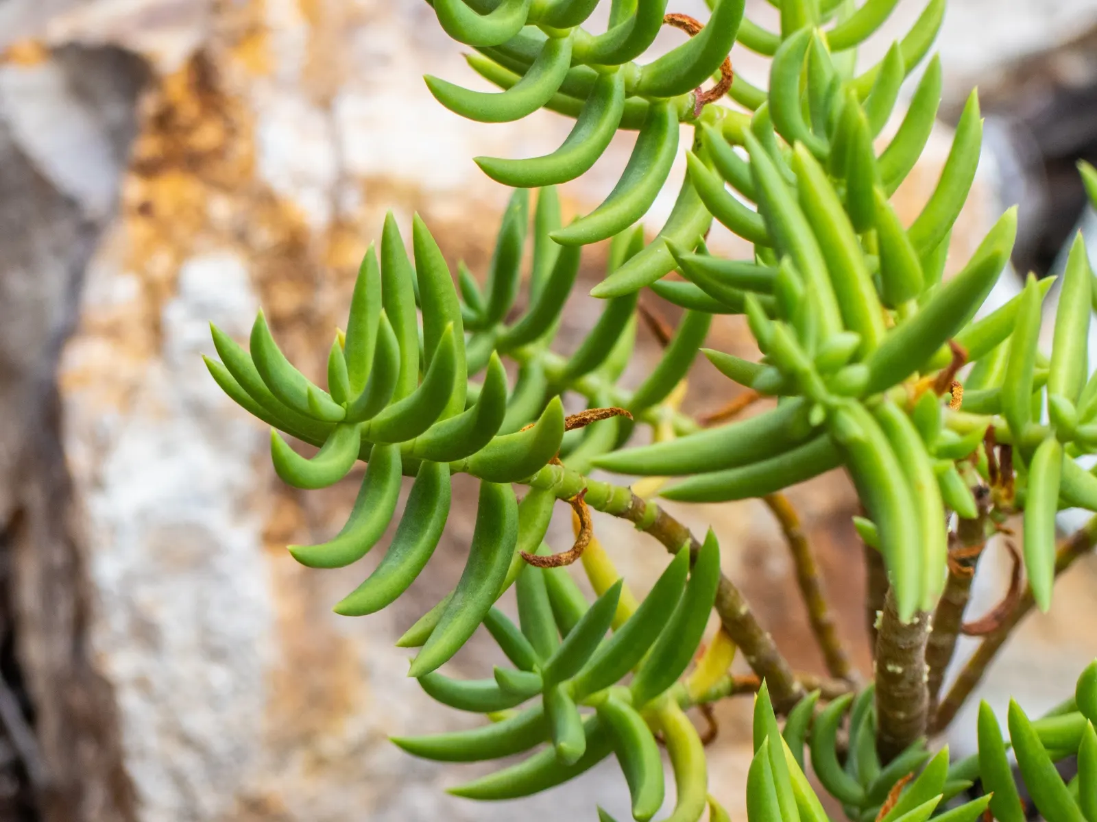Miniature Pine Tree (Crassula Tetragona) — succulent with white blooms