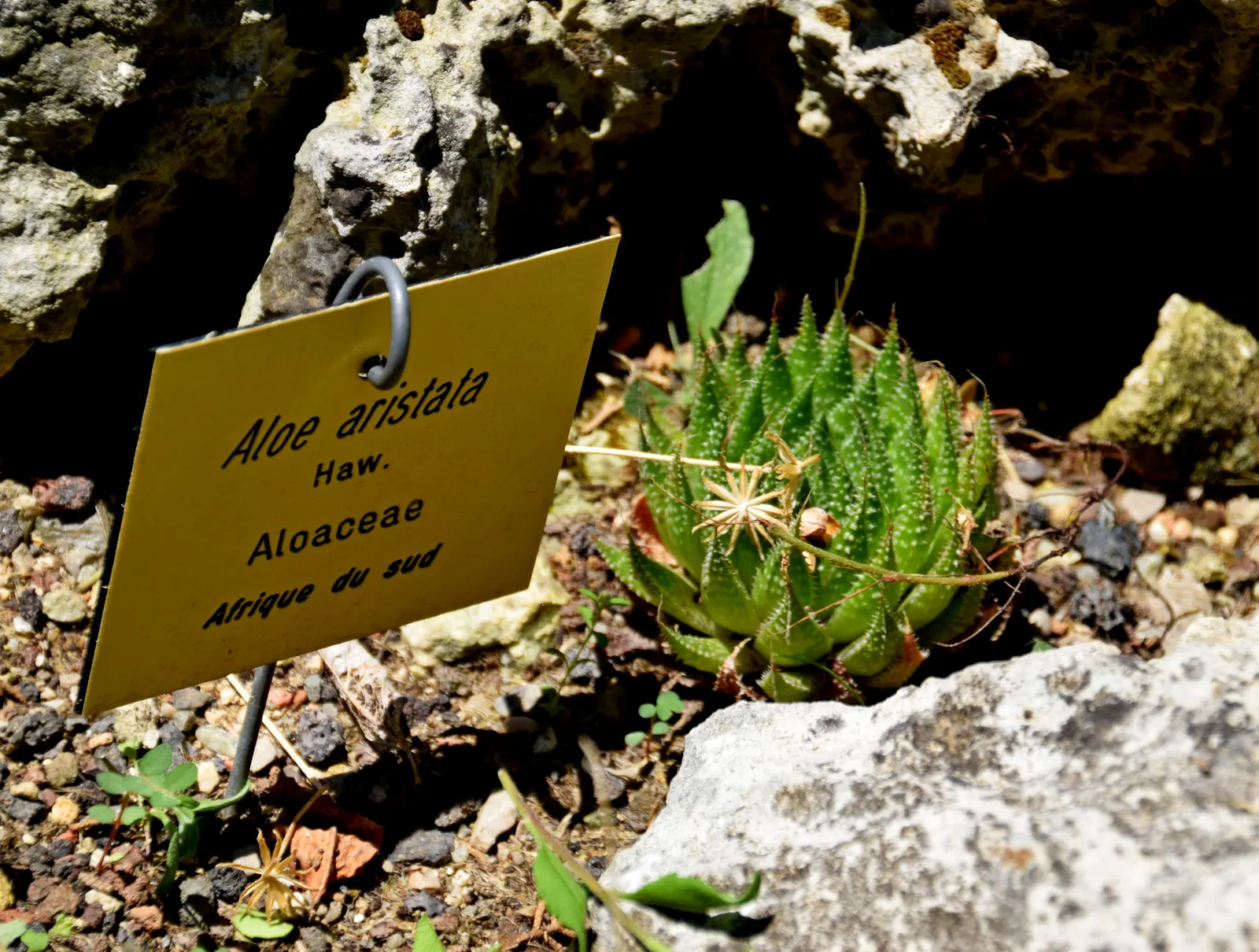 Miniature Pine Tree (Crassula Tetragona) — Crassula tetragona imitates the look of a pine tree in miniature form; stretching taller at around 2 to, image 54