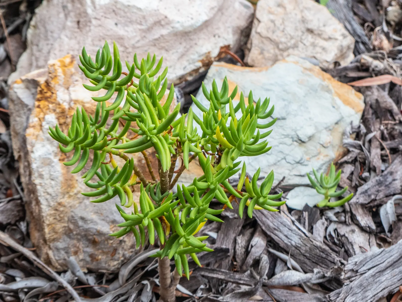 Miniature Pine Tree (Crassula Tetragona) — succulent for full or half or shade