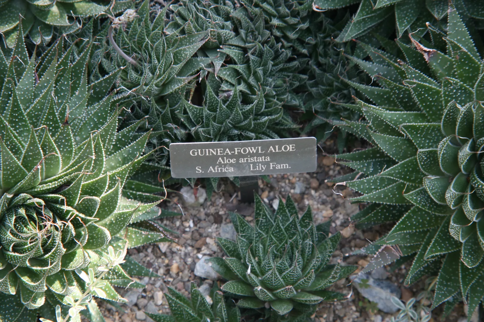 Miniature Pine Tree (Crassula Tetragona) — A common yet strikingly ornamental succulent in landscape designs; succulent with white blooms, image 46