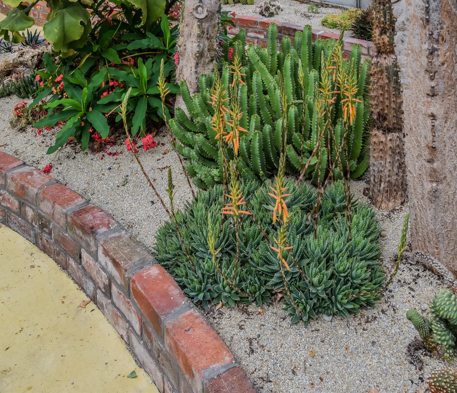 Miniature Pine Tree (Crassula Tetragona) — Its needle-like succulent green leaves cluster densely around its stems; but it\'s important to clarify the