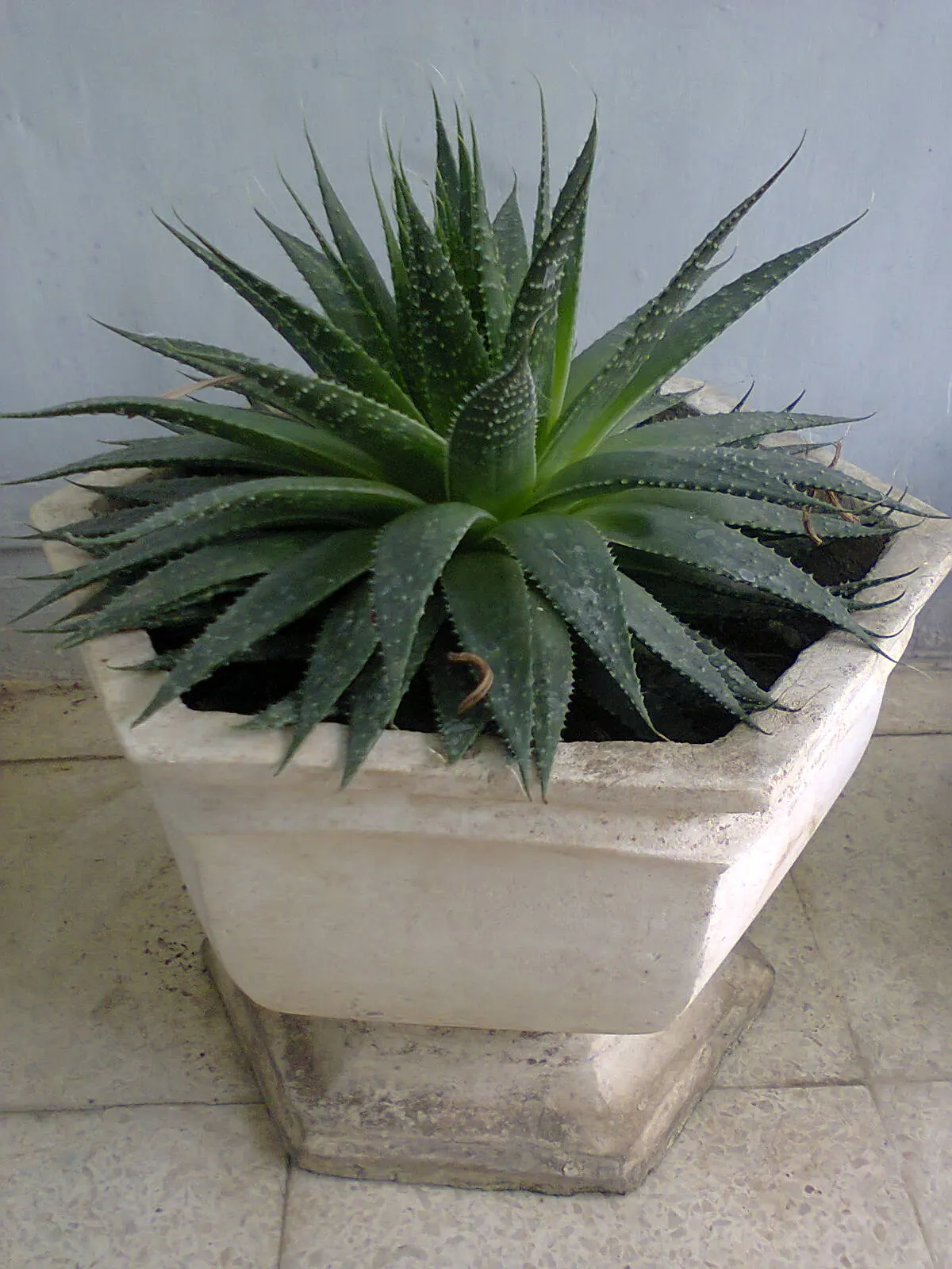 Miniature Pine Tree (Crassula Tetragona) — Reaching up to 3 feet tall, it offers year-round interest with its green hues and white blooms in, image 62