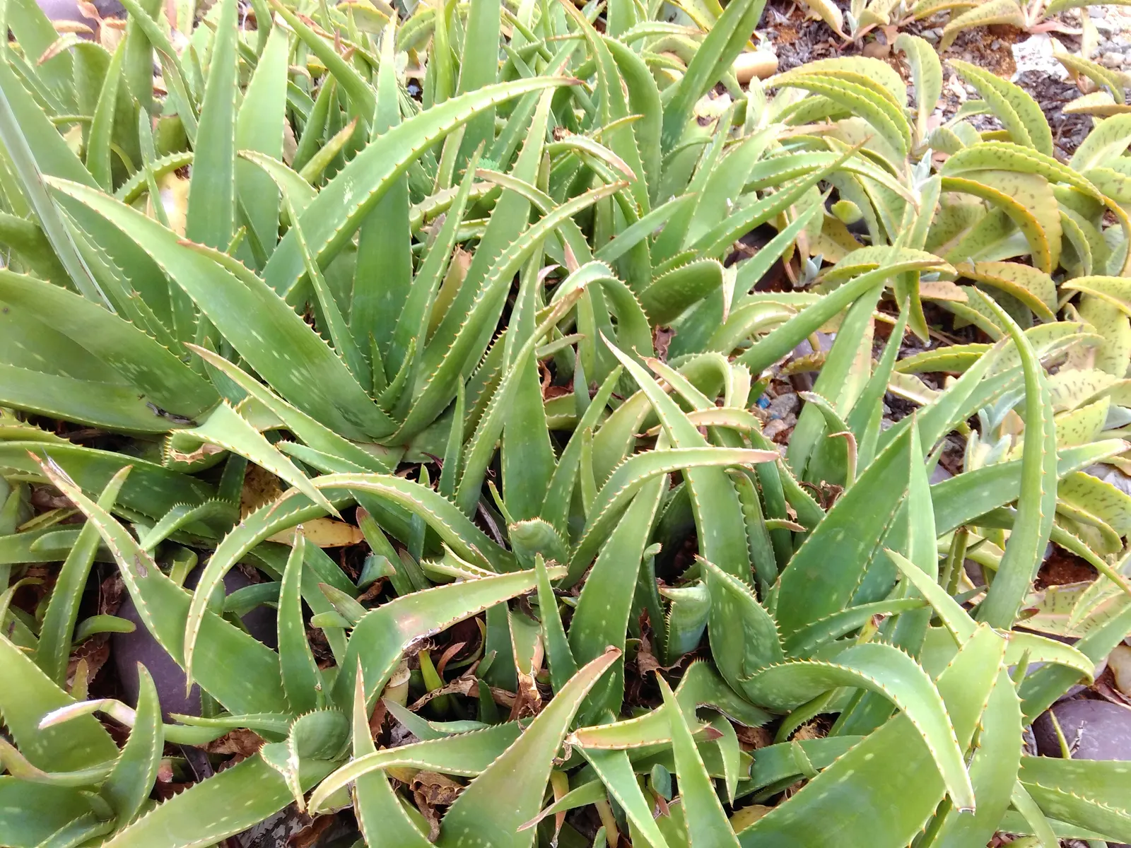 Miniature Pine Tree (Crassula Tetragona) — Drought-tolerant once established; both plants are prized for their unique appearances, image 53