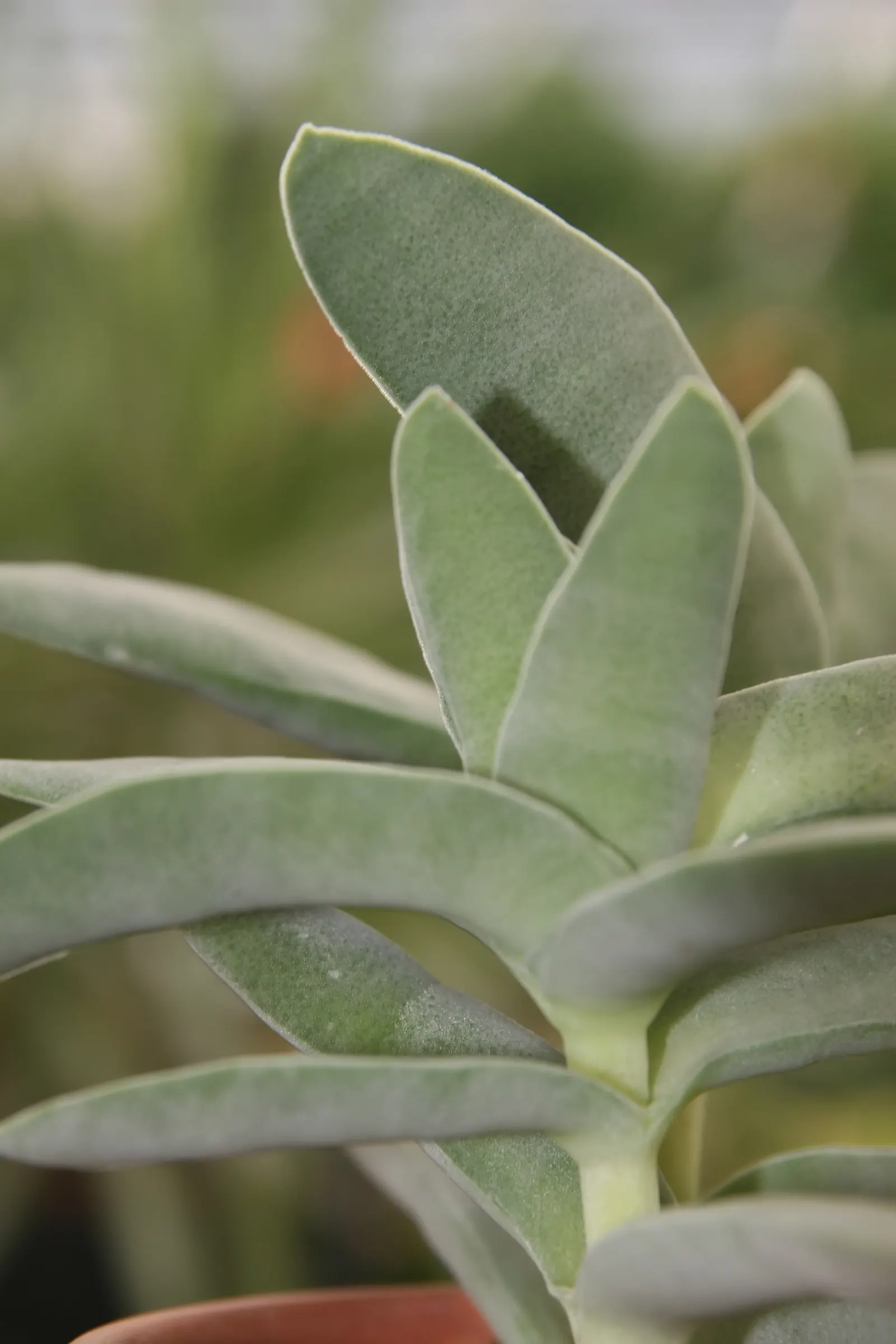 Miniature Pine Tree (Crassula Tetragona) — this drought-tolerant plant thrives in full sun to partial shade