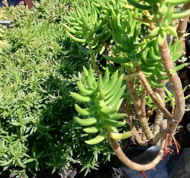 Miniature Pine Tree (Crassula Tetragona) — Reaching up to 3 feet tall, it offers year-round interest with its green hues and white blooms in summer; typically