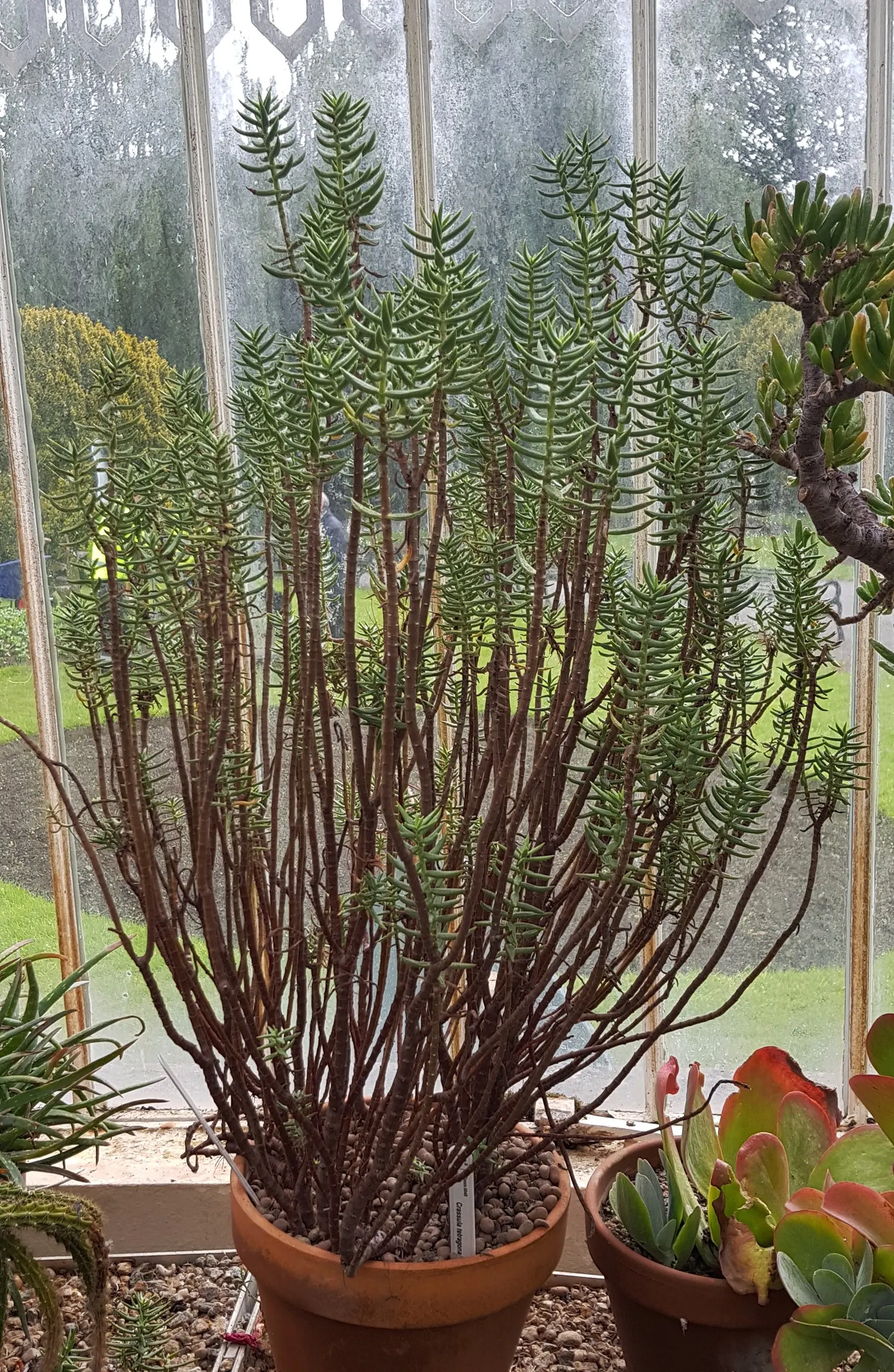 Miniature Pine Tree (Crassula Tetragona) — A common yet strikingly ornamental succulent in landscape designs; succulent with white blooms