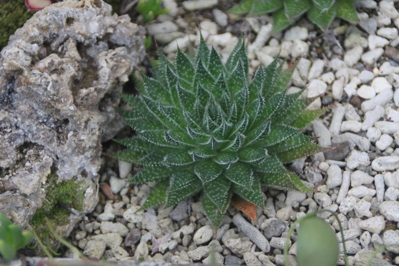 Miniature Pine Tree (Crassula Tetragona) — stretching taller at around 2 to 3 feet in height and capable of similar spreads; reaching up to 3 feet, image 55