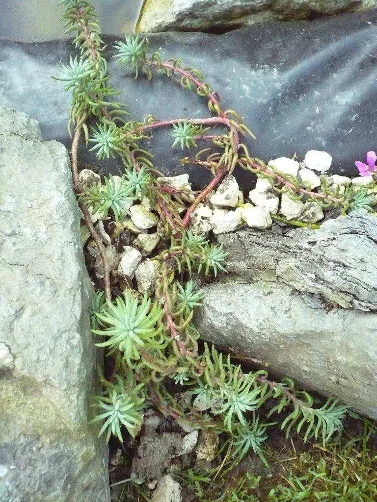 Miniature Pine Tree (Crassula Tetragona) — Its needle-like succulent green leaves cluster densely around its stems