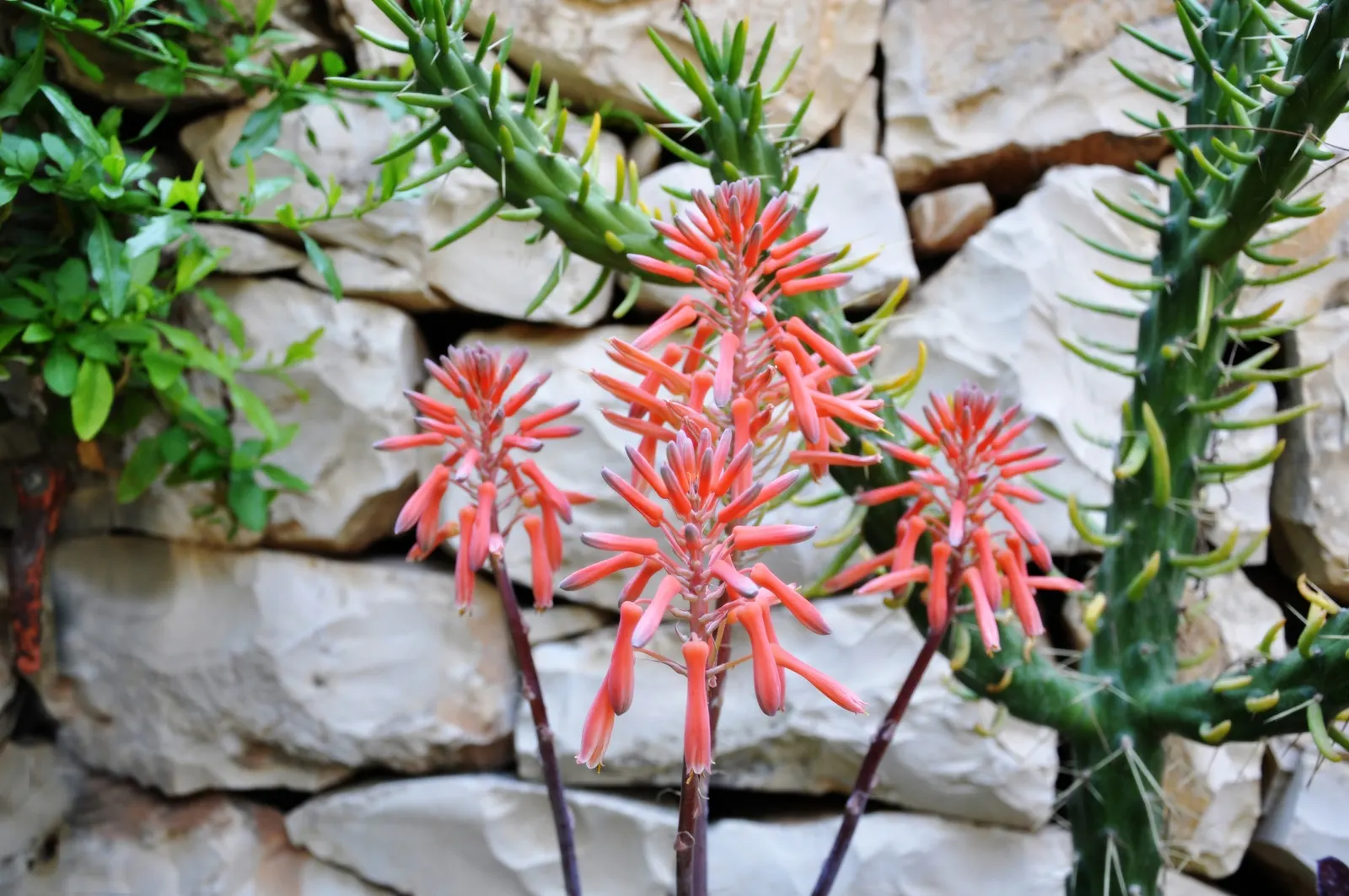 Miniature Pine Tree (Crassula Tetragona) — succulent for full or half or shade; offering a coniferous texture to the landscape, image 60