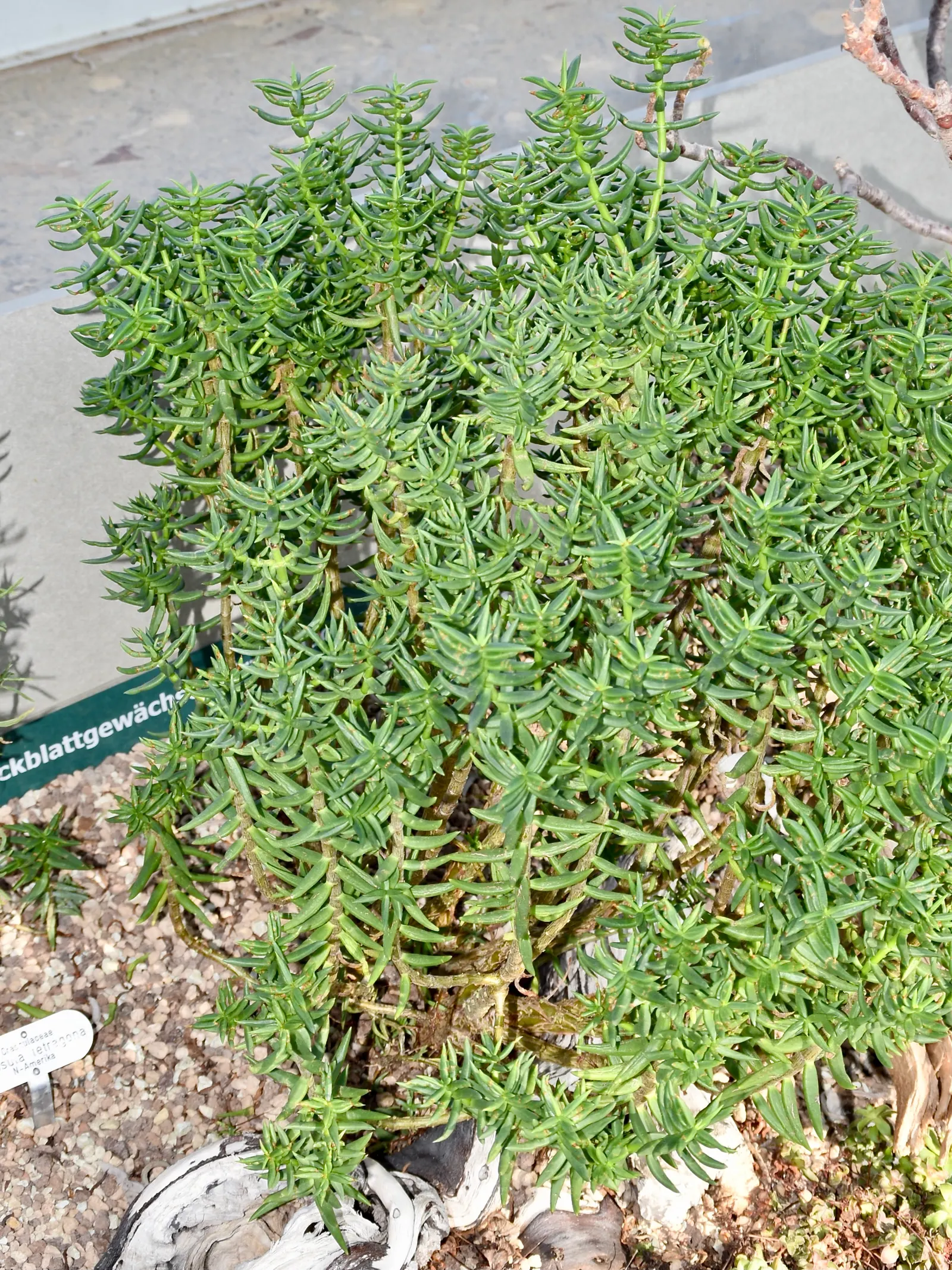 Miniature Pine Tree (Crassula Tetragona) — with its rosettes of fleshy; also known as Aristaloe aristata