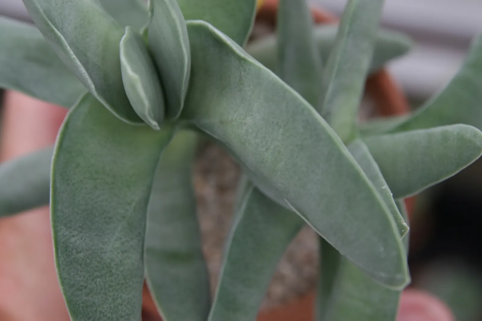 Miniature Pine Tree (Crassula Tetragona) — requiring well-draining soil
