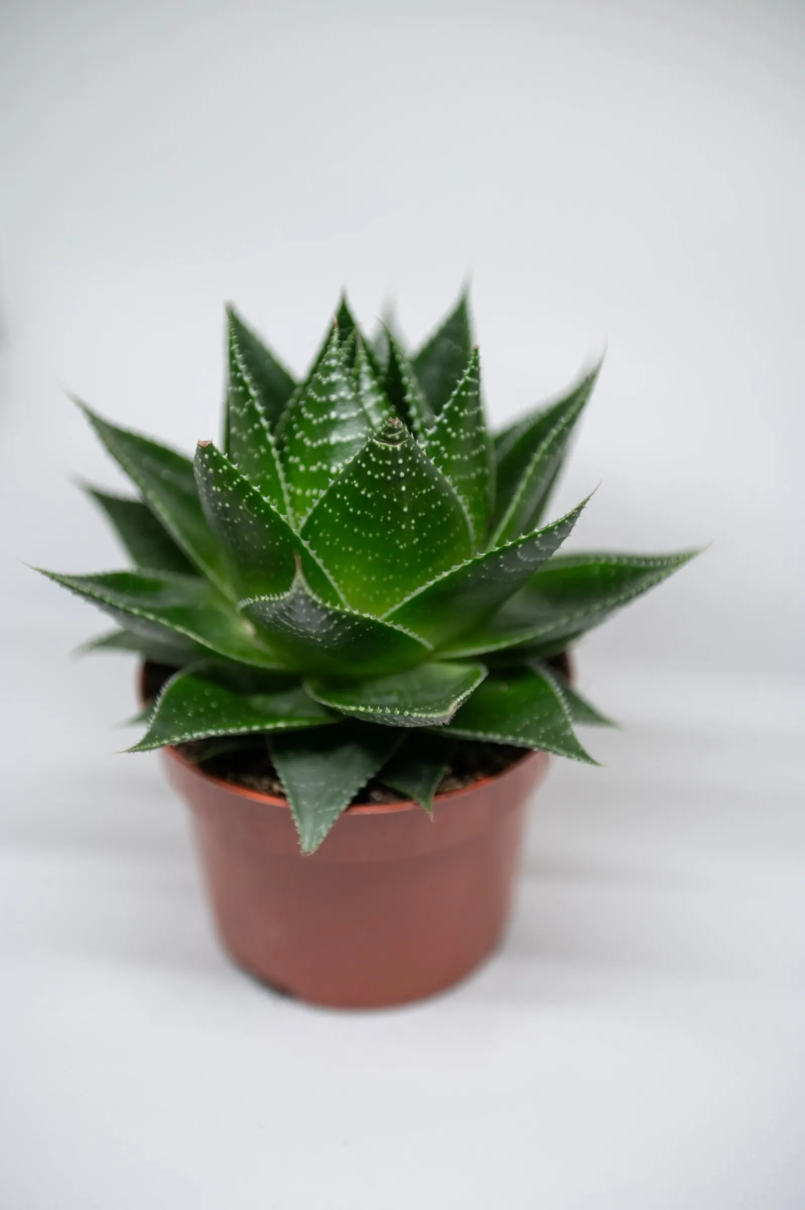 Miniature Pine Tree (Crassula Tetragona) — Drought-tolerant once established; both plants are prized for their unique appearances, image 73