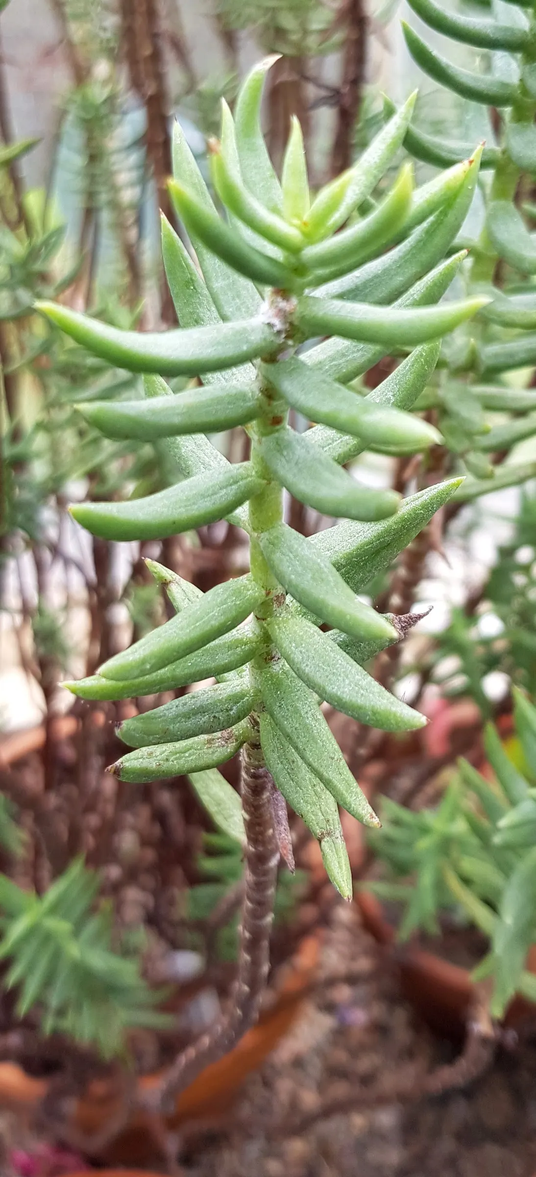 Miniature Pine Tree (Crassula Tetragona) — Both plants are prized for their unique appearances; drought-tolerant once established