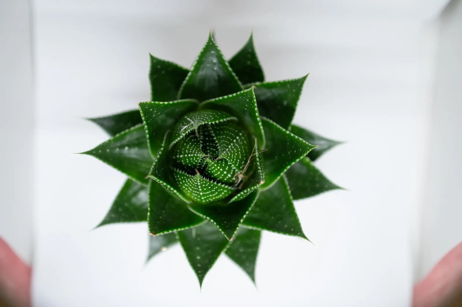 Miniature Pine Tree (Crassula Tetragona) — typically reaches heights of 4 to 8 inches and spreads 6 to 10 inches; crassula tetragona imitates the, image 71