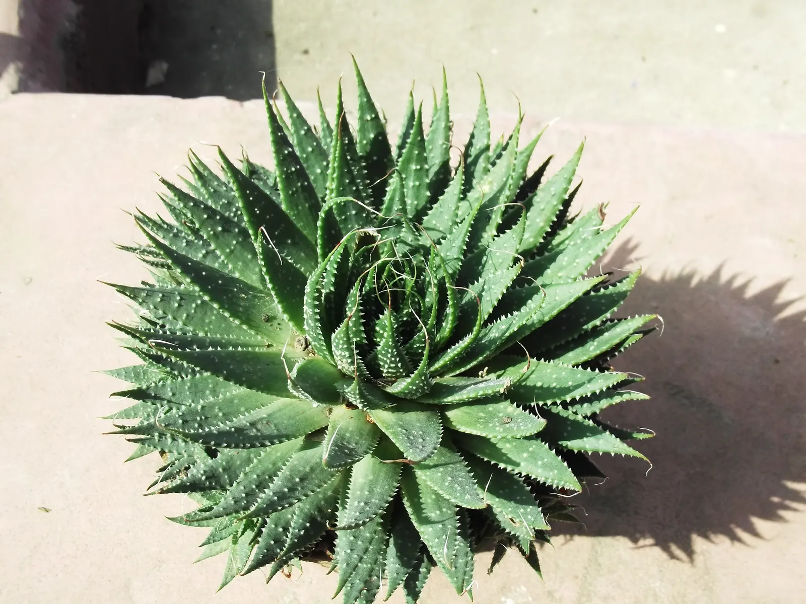 Miniature Pine Tree (Crassula Tetragona) — also known as Aristaloe aristata; a common yet strikingly ornamental succulent in landscape designs, image 67