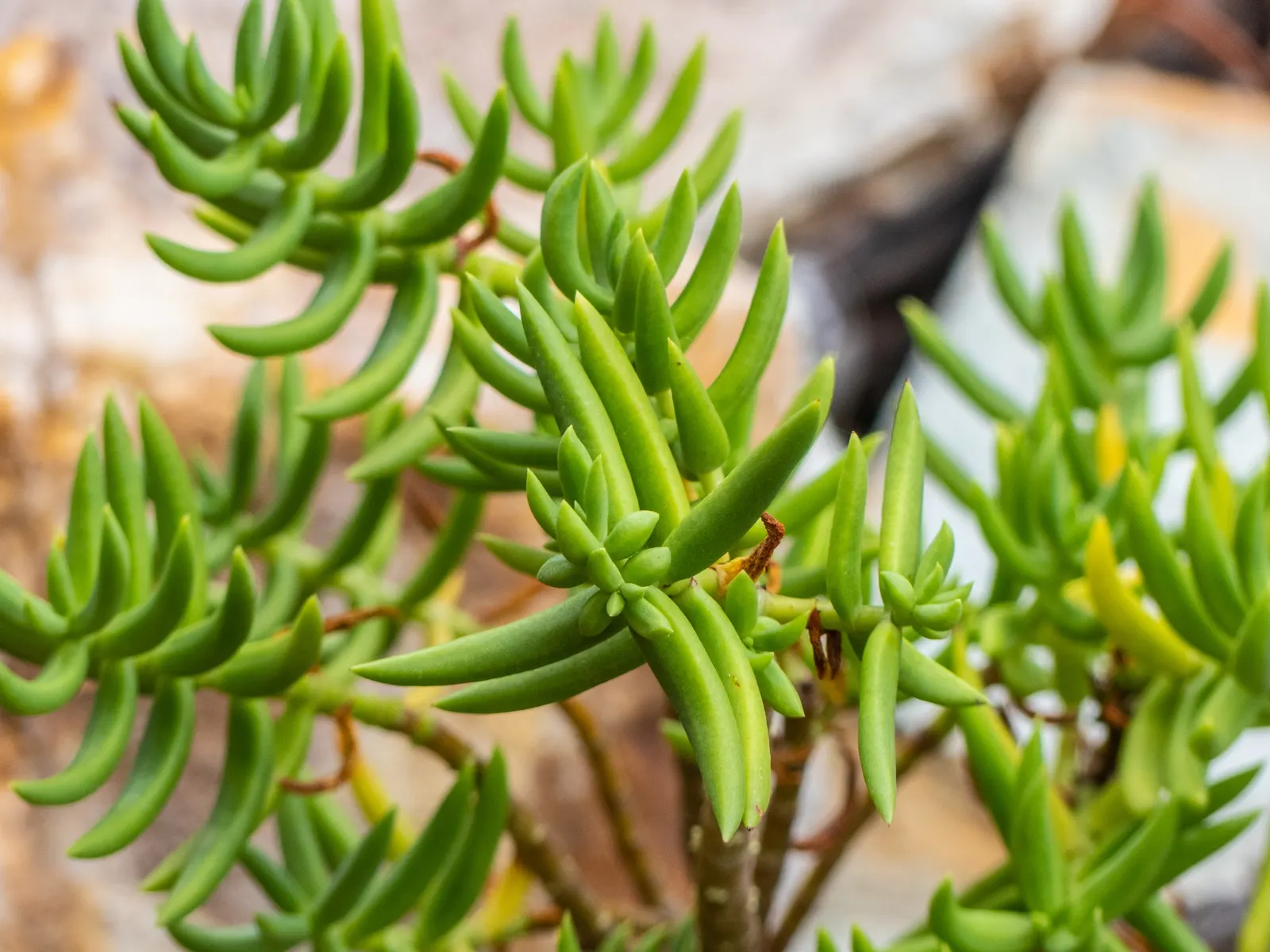 Miniature Pine Tree (Crassula Tetragona) — offering a coniferous texture to the landscape