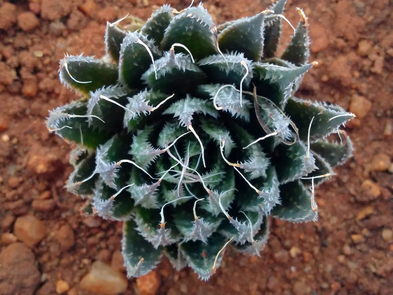 Miniature Pine Tree (Crassula Tetragona) — Ideal for rock gardens or container arrangements, it provides unique texture and form to the landscape, image 65
