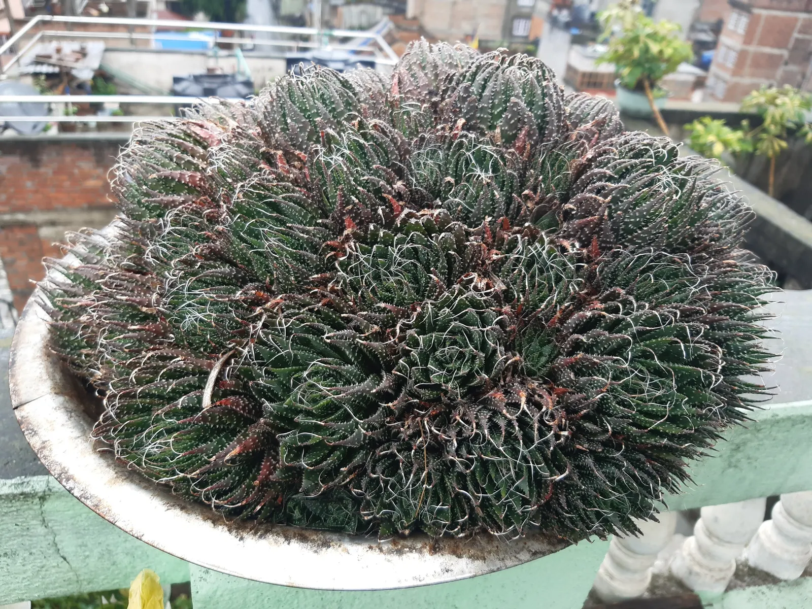 Miniature Pine Tree (Crassula Tetragona) — with its rosettes of fleshy; also known as Aristaloe aristata, image 70