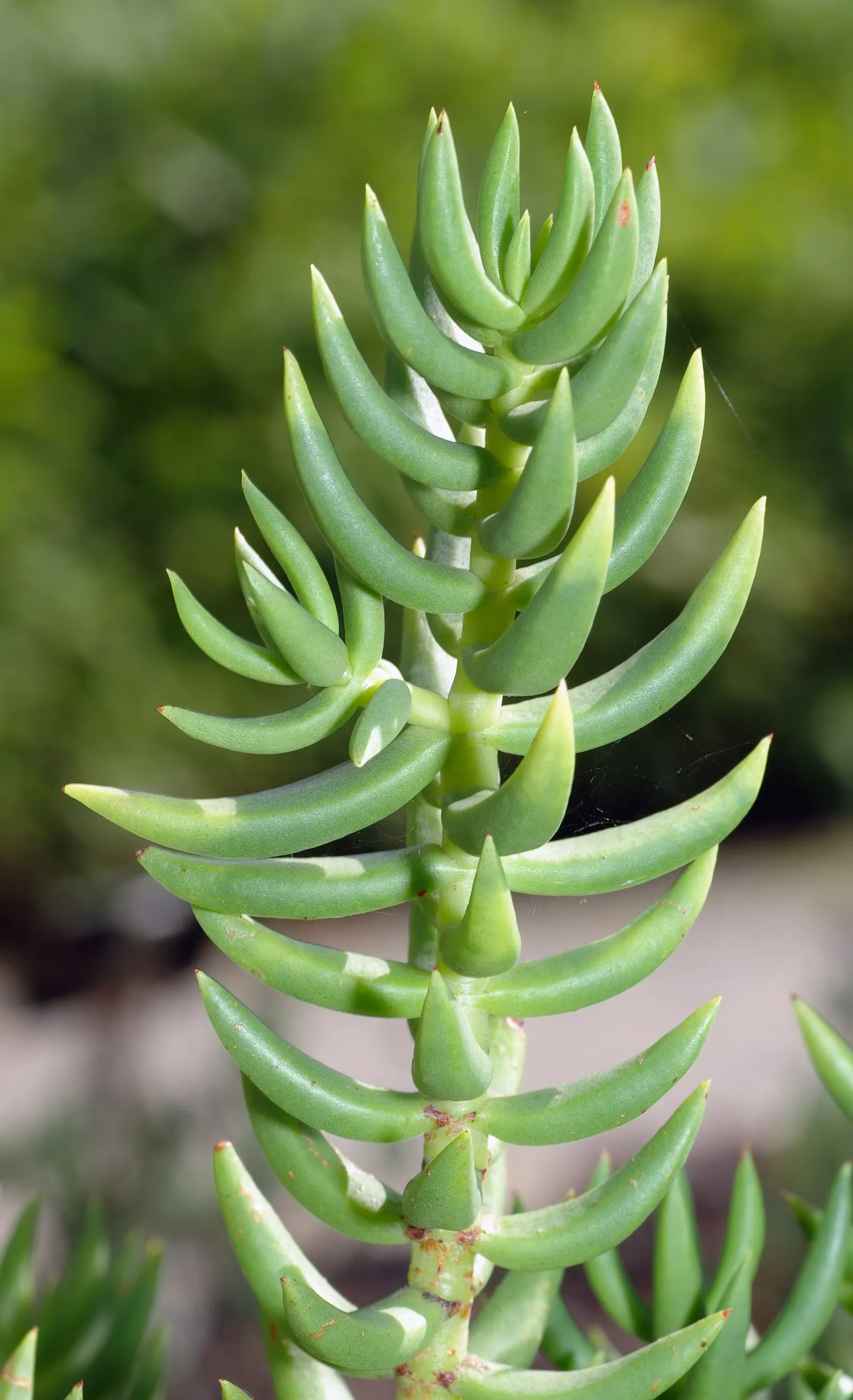 Miniature Pine Tree (Crassula Tetragona) — requiring well-draining soil; ideal for rock gardens or container arrangements, it provides unique texture and form