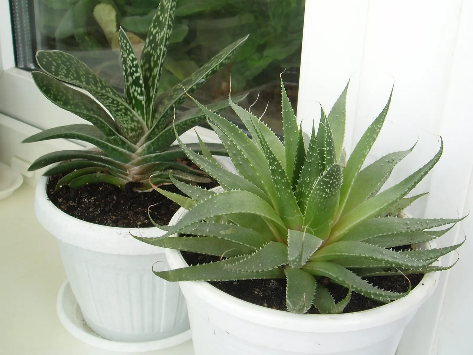 Miniature Pine Tree (Crassula Tetragona) — offering a coniferous texture to the landscape; its needle-like succulent green leaves cluster densely, image 57
