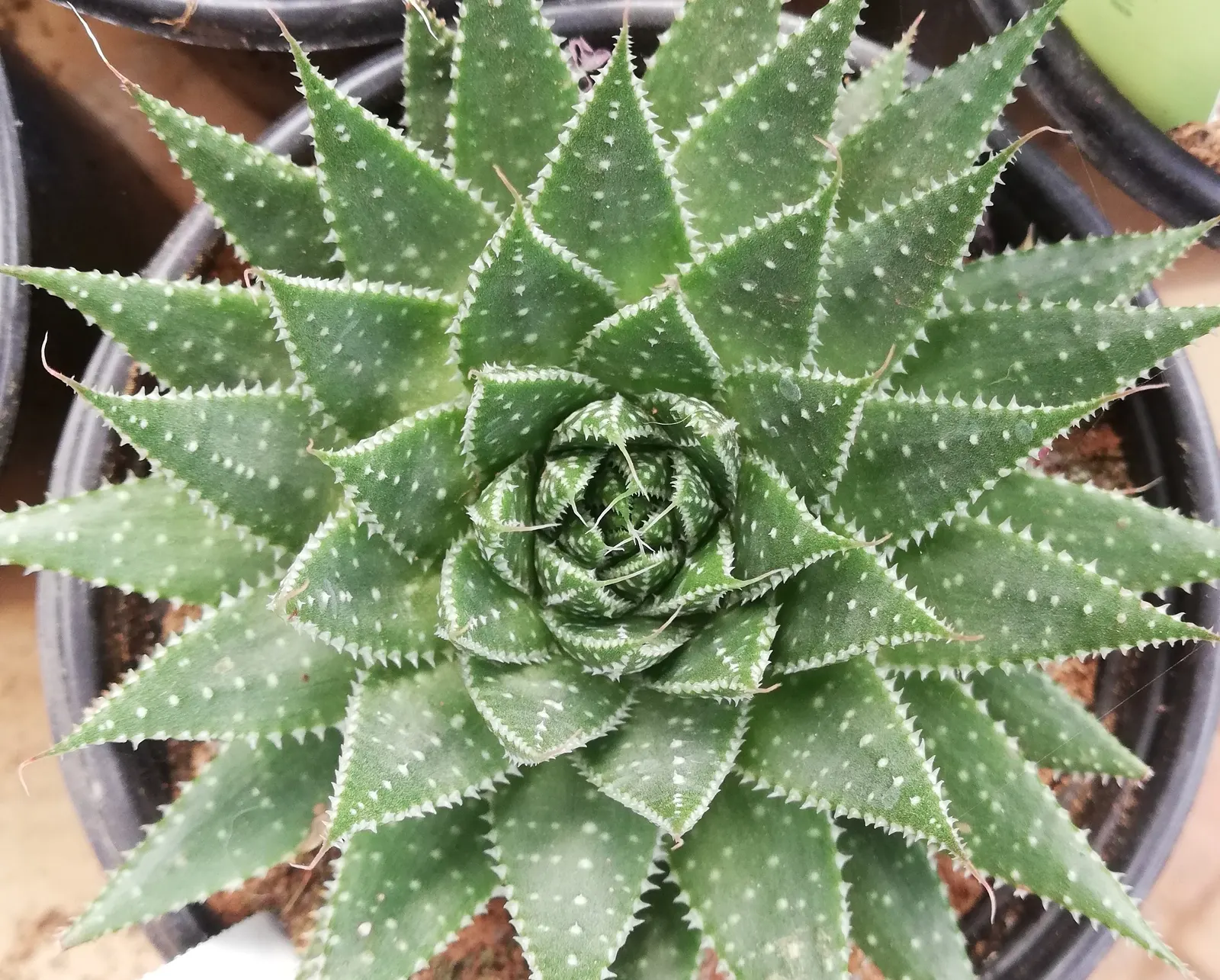 Miniature Pine Tree (Crassula Tetragona) — Each succulent leaf is adorned with soft white teeth along the edges; is a succulent resembling, image 72