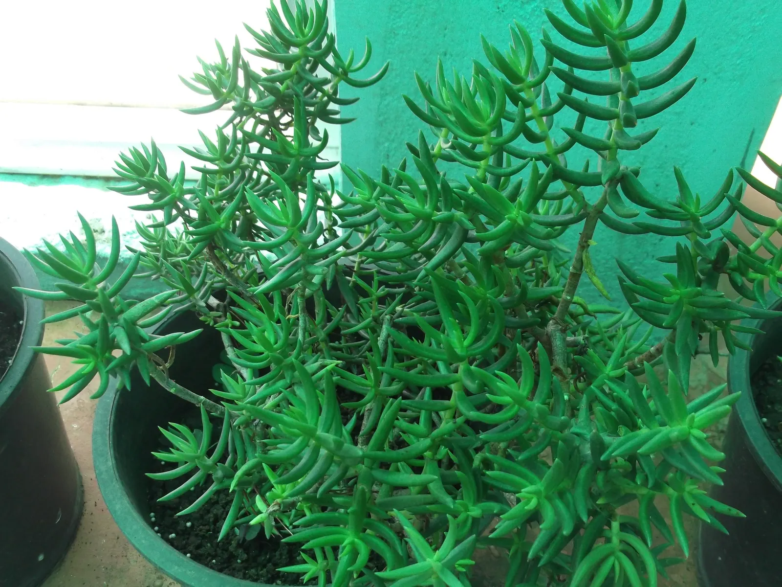 Miniature Pine Tree (Crassula Tetragona) — white flowers in the garden