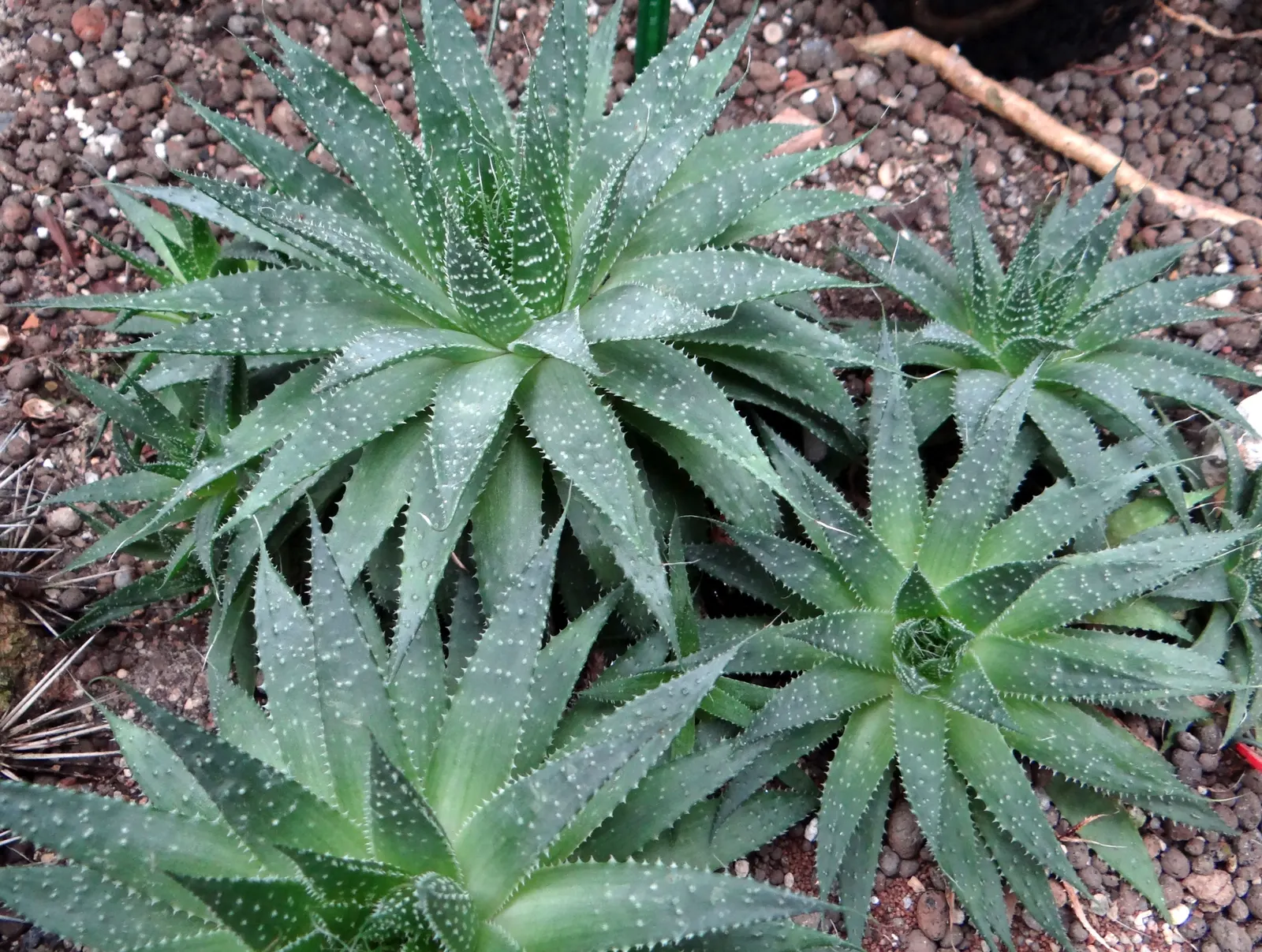 Miniature Pine Tree (Crassula Tetragona) — requiring well-draining soil; ideal for rock gardens or container arrangements, it provides unique, image 64