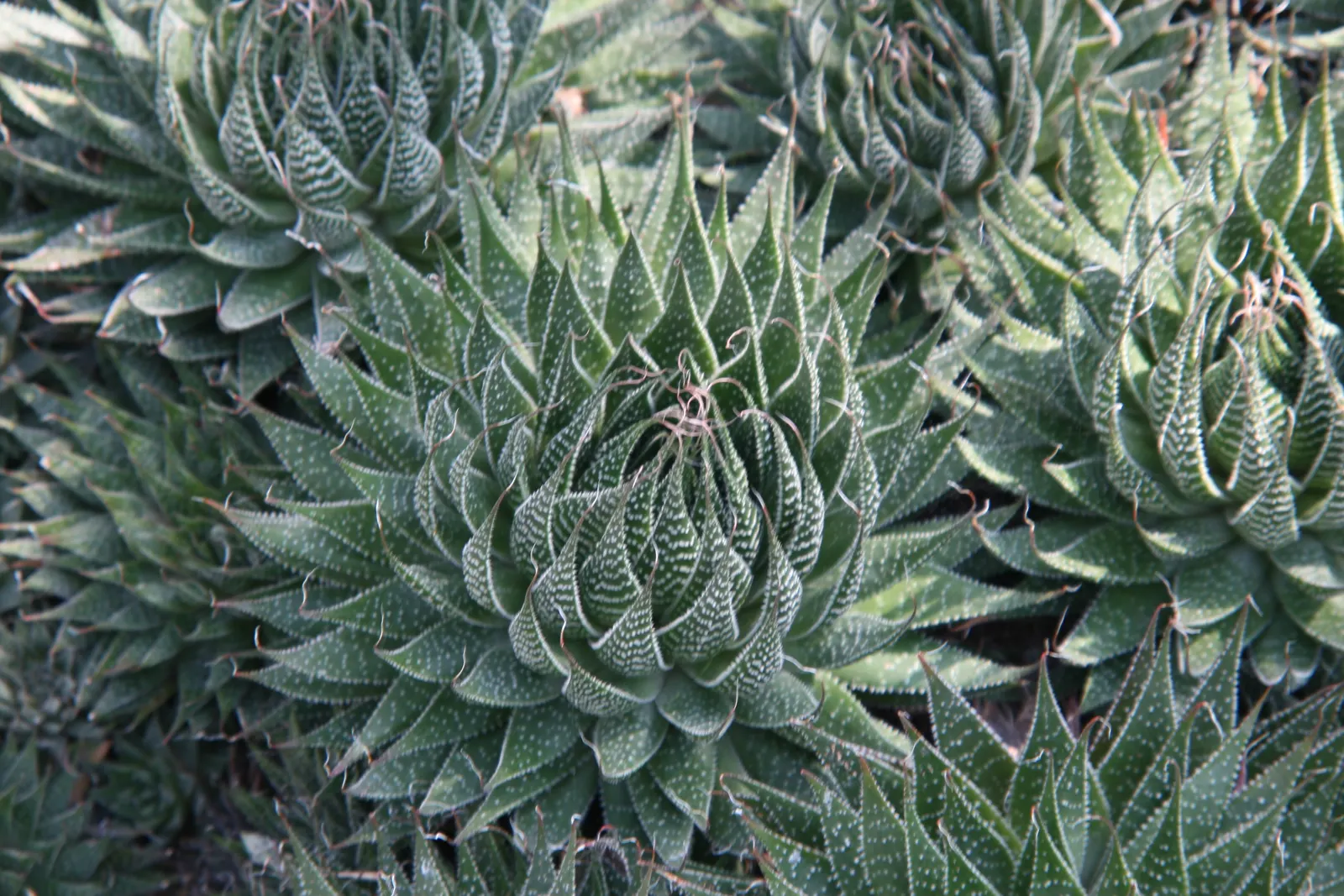 Miniature Pine Tree (Crassula Tetragona) — succulent with white blooms; with its rosettes of fleshy, image 59