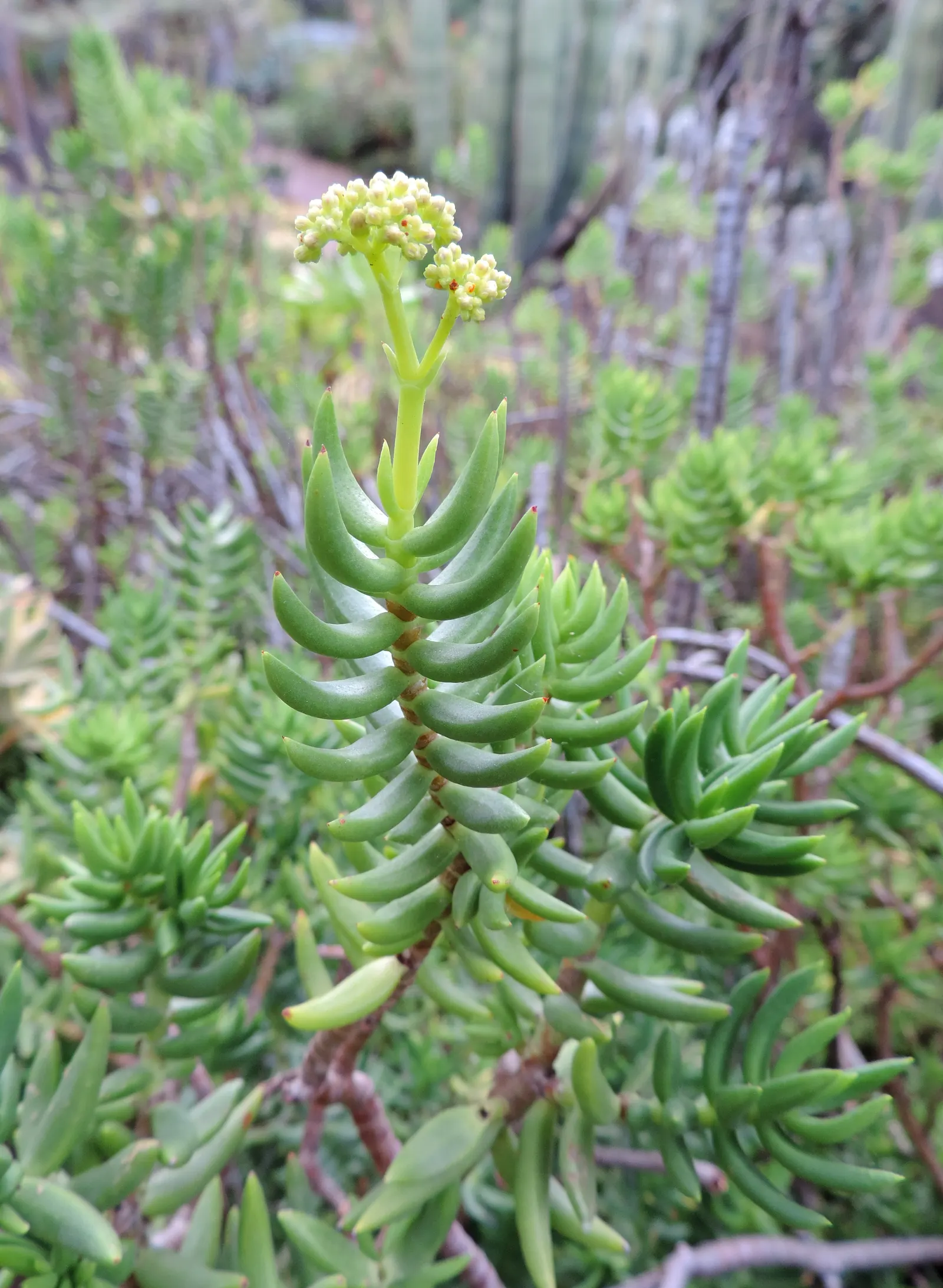Miniature Pine Tree (Crassula Tetragona) — but it\'s important to clarify the distinctions for an accurate design plan.<br><br>The Lace Aloe; succulent for