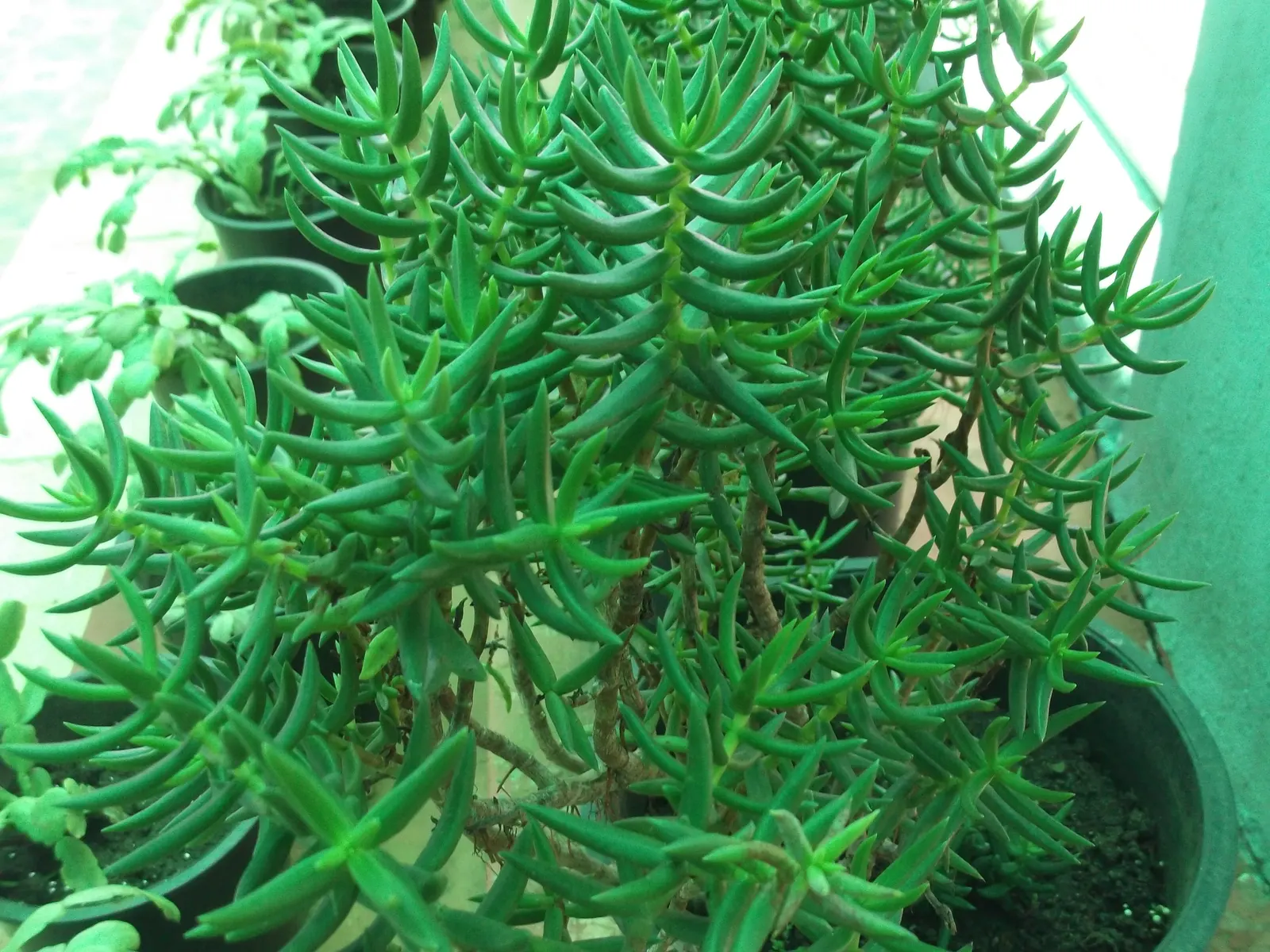Miniature Pine Tree (Crassula Tetragona) — stretching taller at around 2 to 3 feet in height and capable of similar spreads