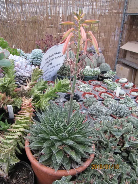 Miniature Pine Tree (Crassula Tetragona) — but it\'s important to clarify the distinctions for an accurate design plan.<br><br>The Lace Aloe, image 49