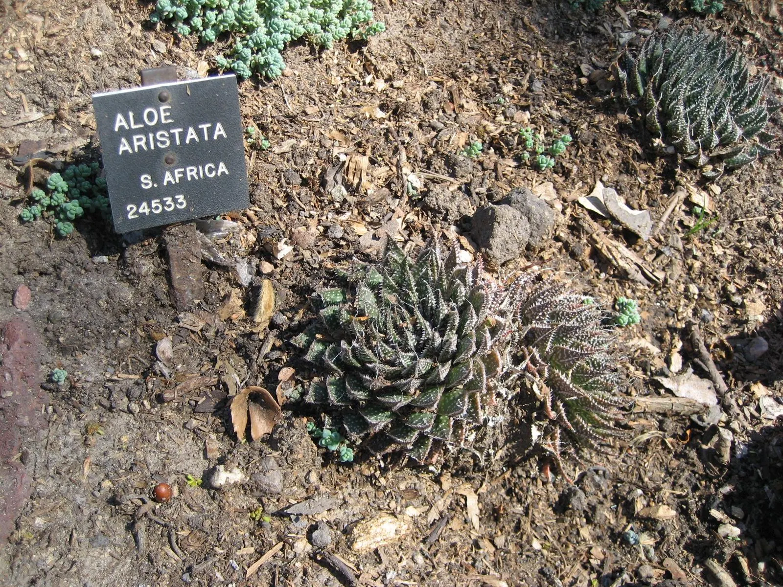 Miniature Pine Tree (Crassula Tetragona) — Ideal for rock gardens or container arrangements, it provides unique texture and form to the landscape, image 45