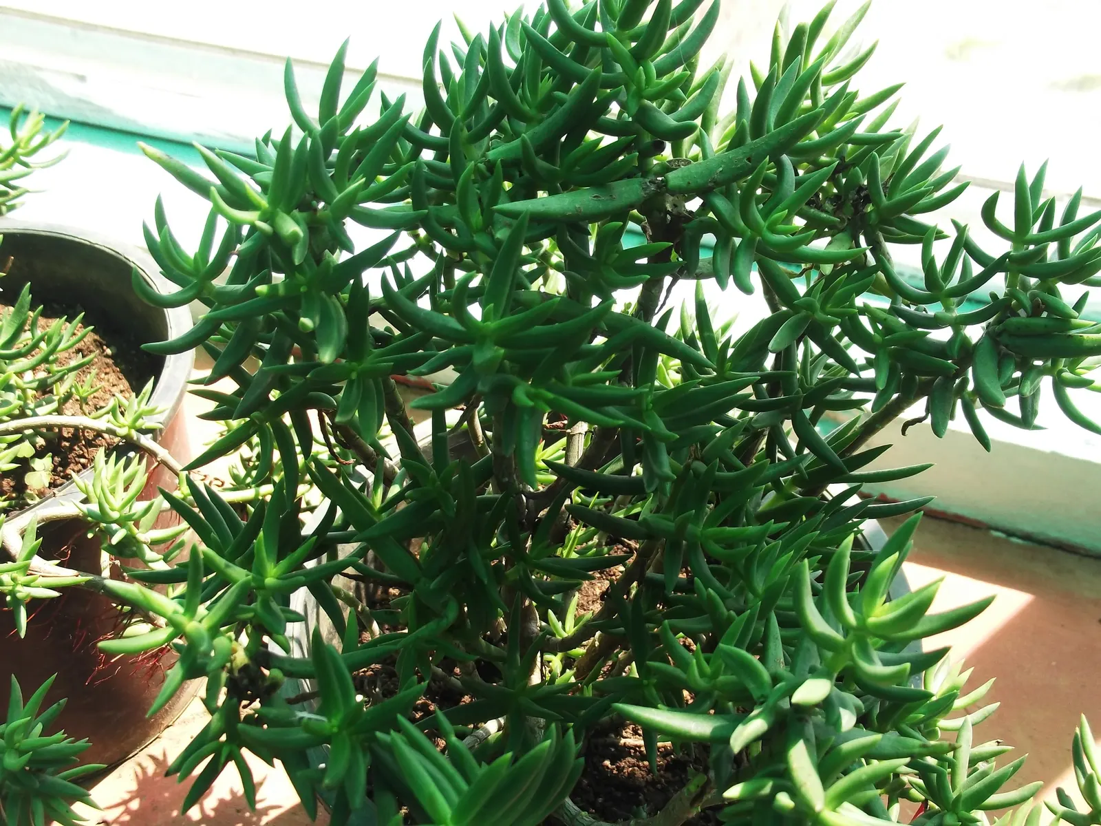 Miniature Pine Tree (Crassula Tetragona) — Reaching up to 3 feet tall, it offers year-round interest with its green hues and white blooms in, image 82