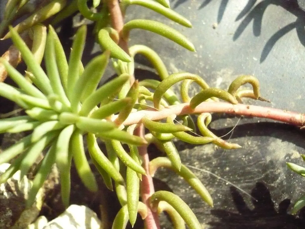 Miniature Pine Tree (Crassula Tetragona) — Crassula tetragona imitates the look of a pine tree in miniature form
